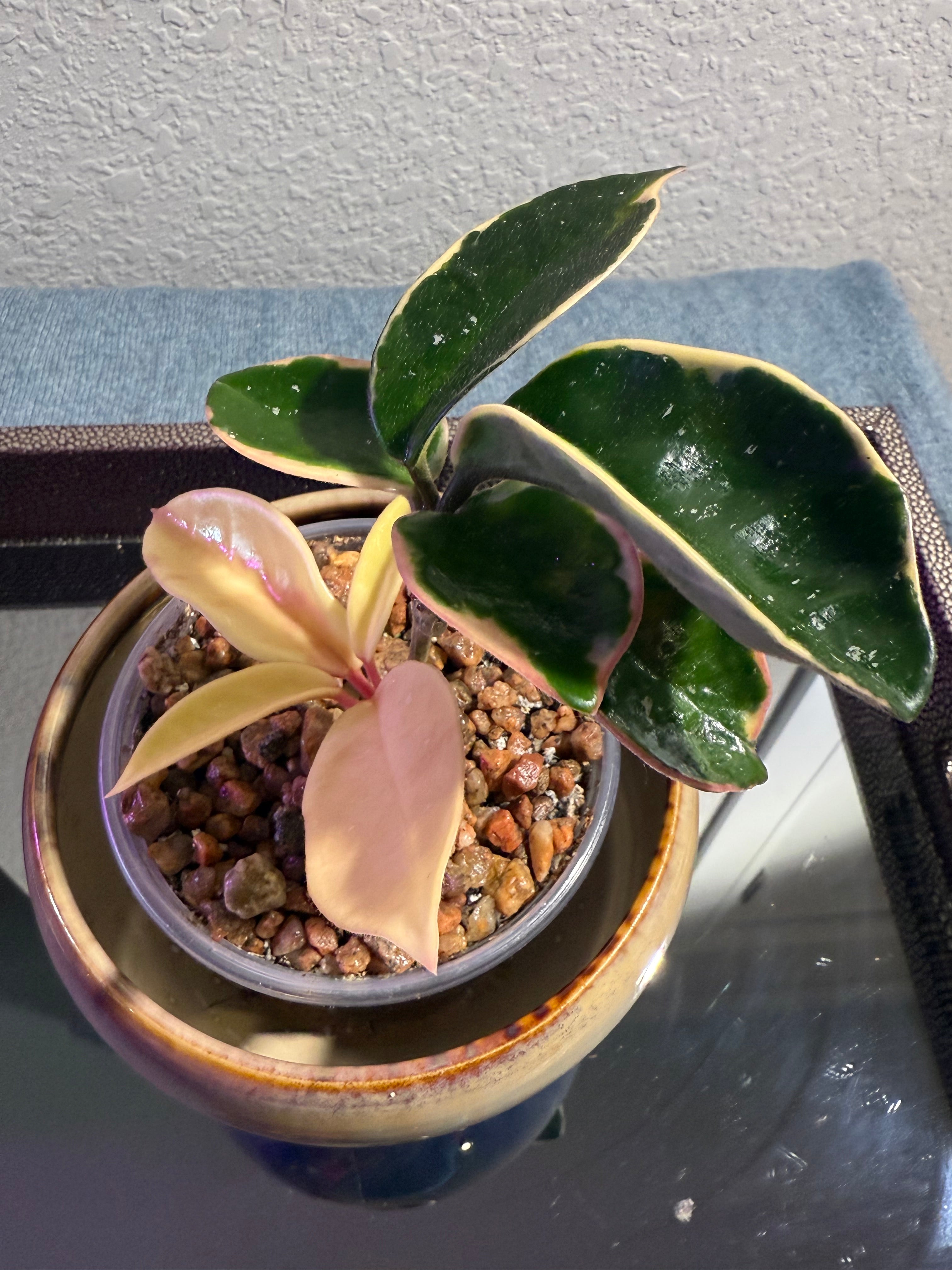 Hoya Chelsea Variegated