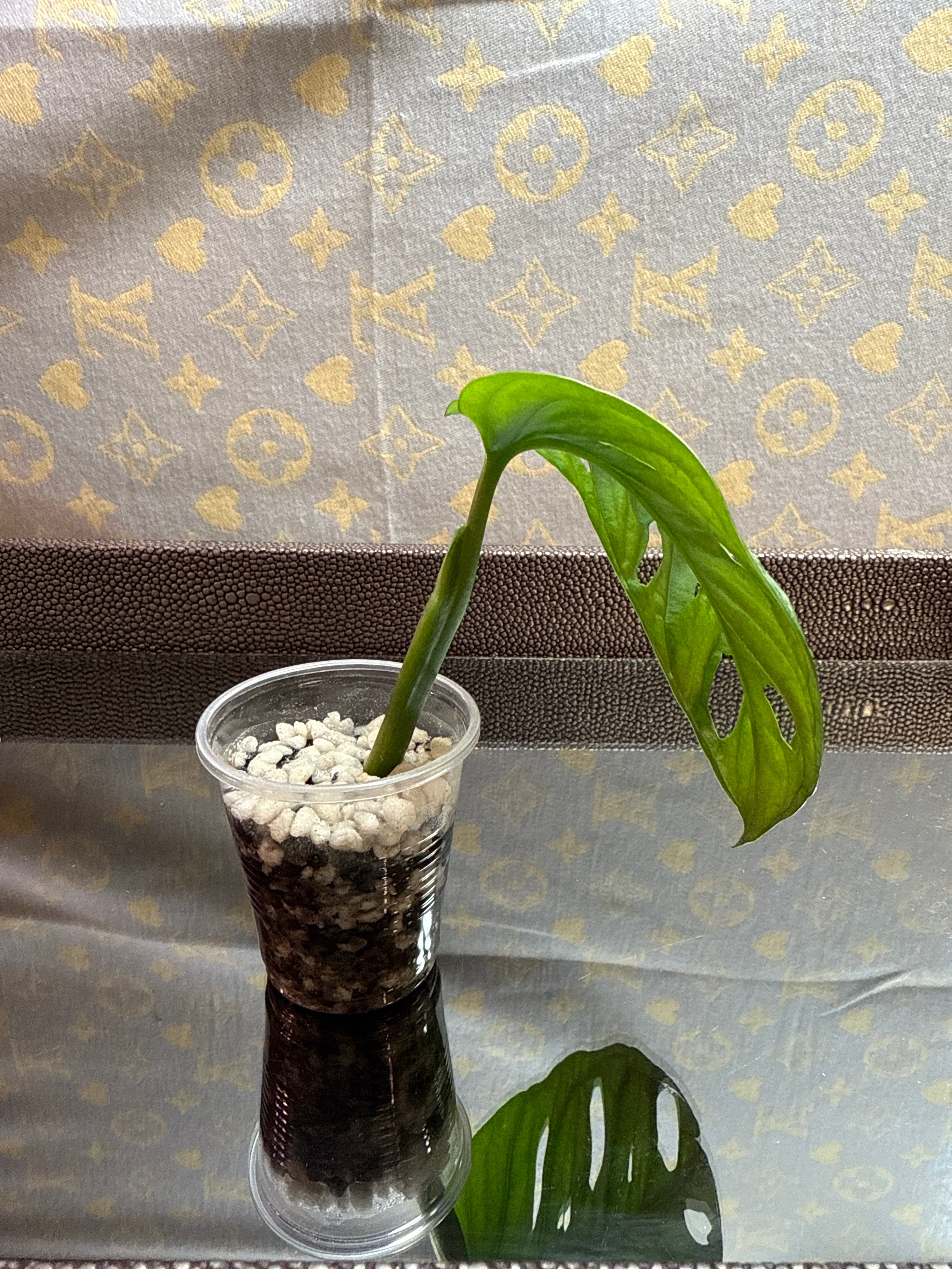 Monstera Adansonii cutting