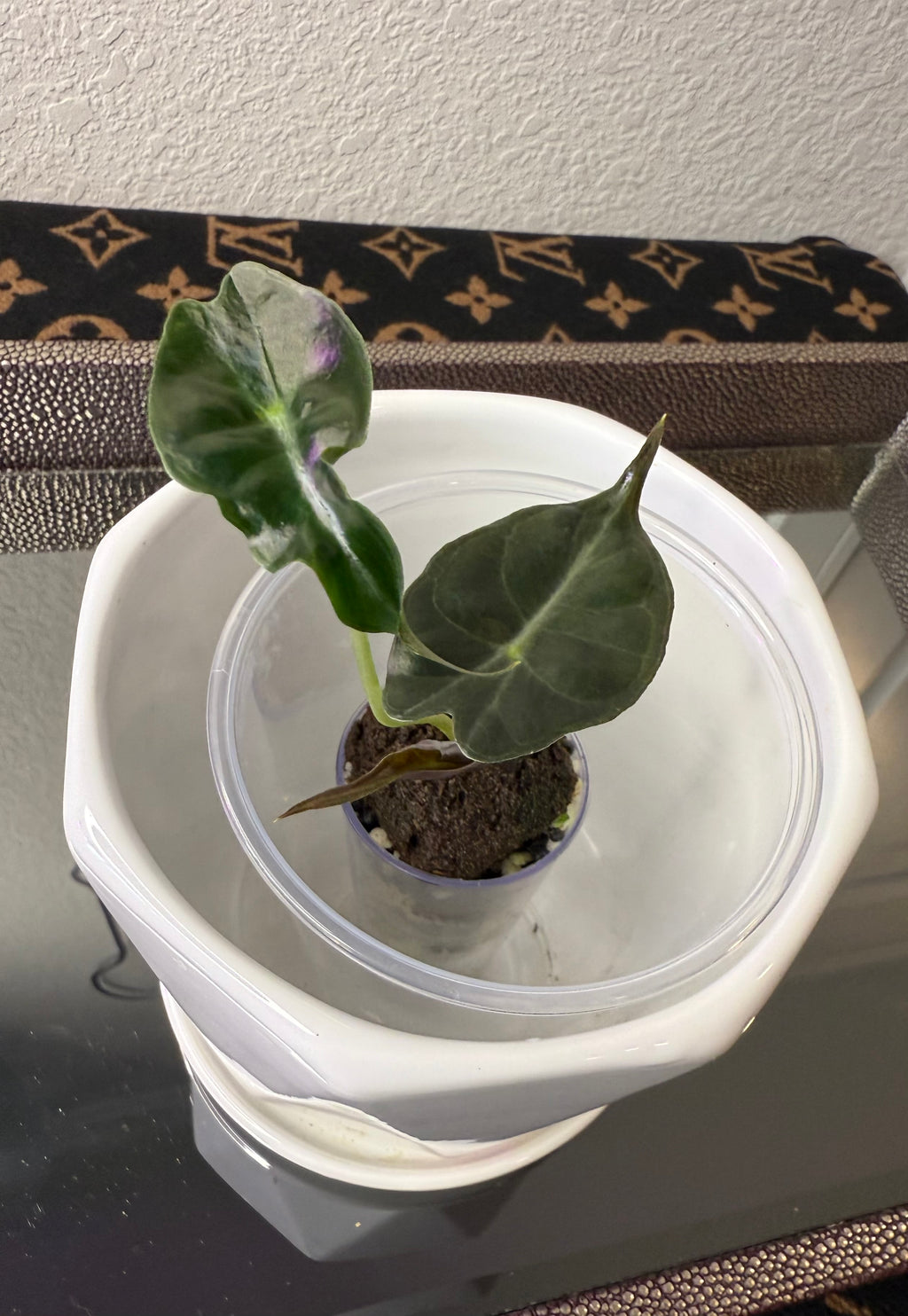 Alocasia Venom (acclimated tissue culture)
