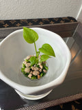 Anthurium Vittarifolium Variegated (acclimated tissue culture)