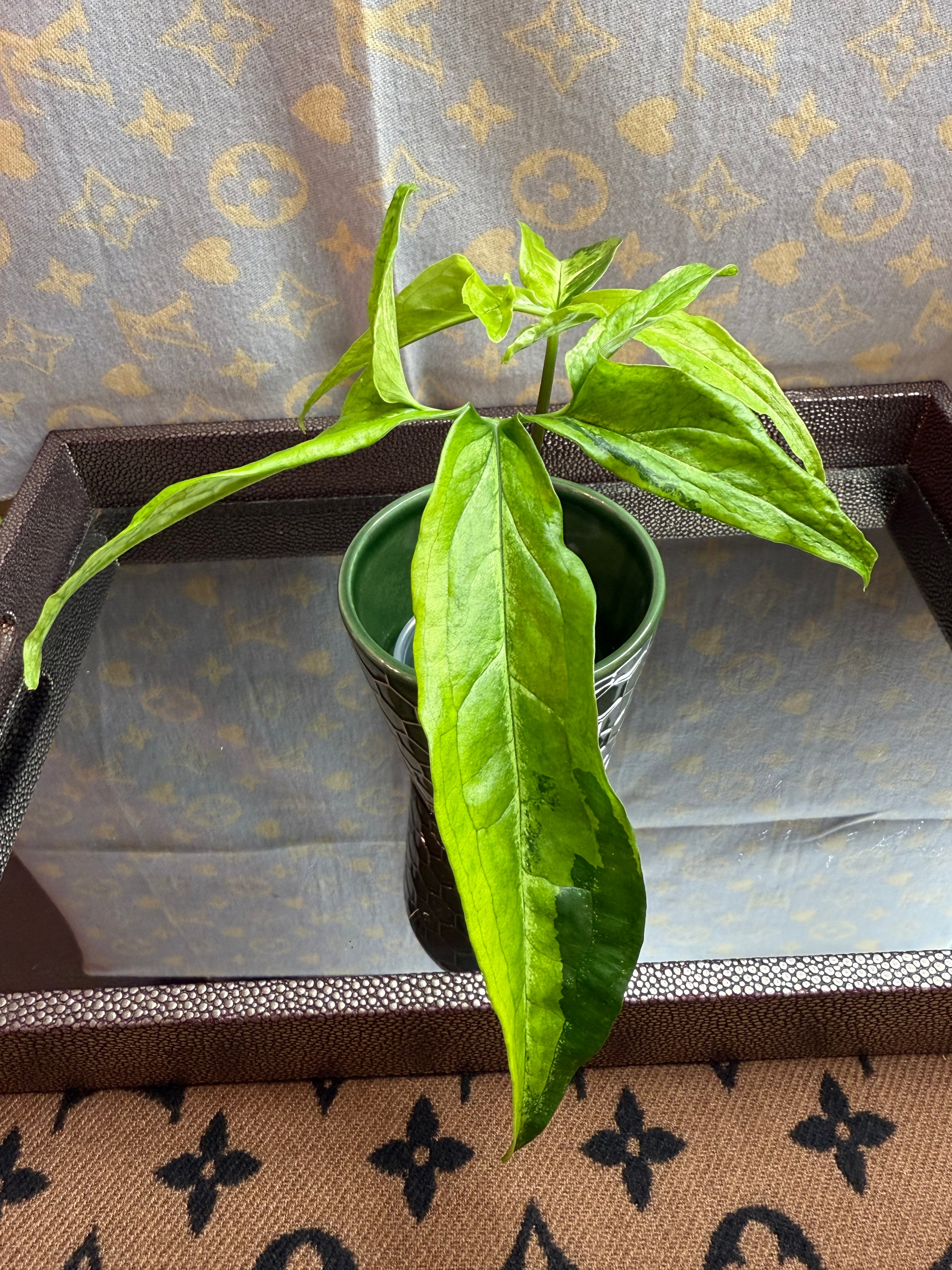 Syngonium Angustatum Variegated cutting