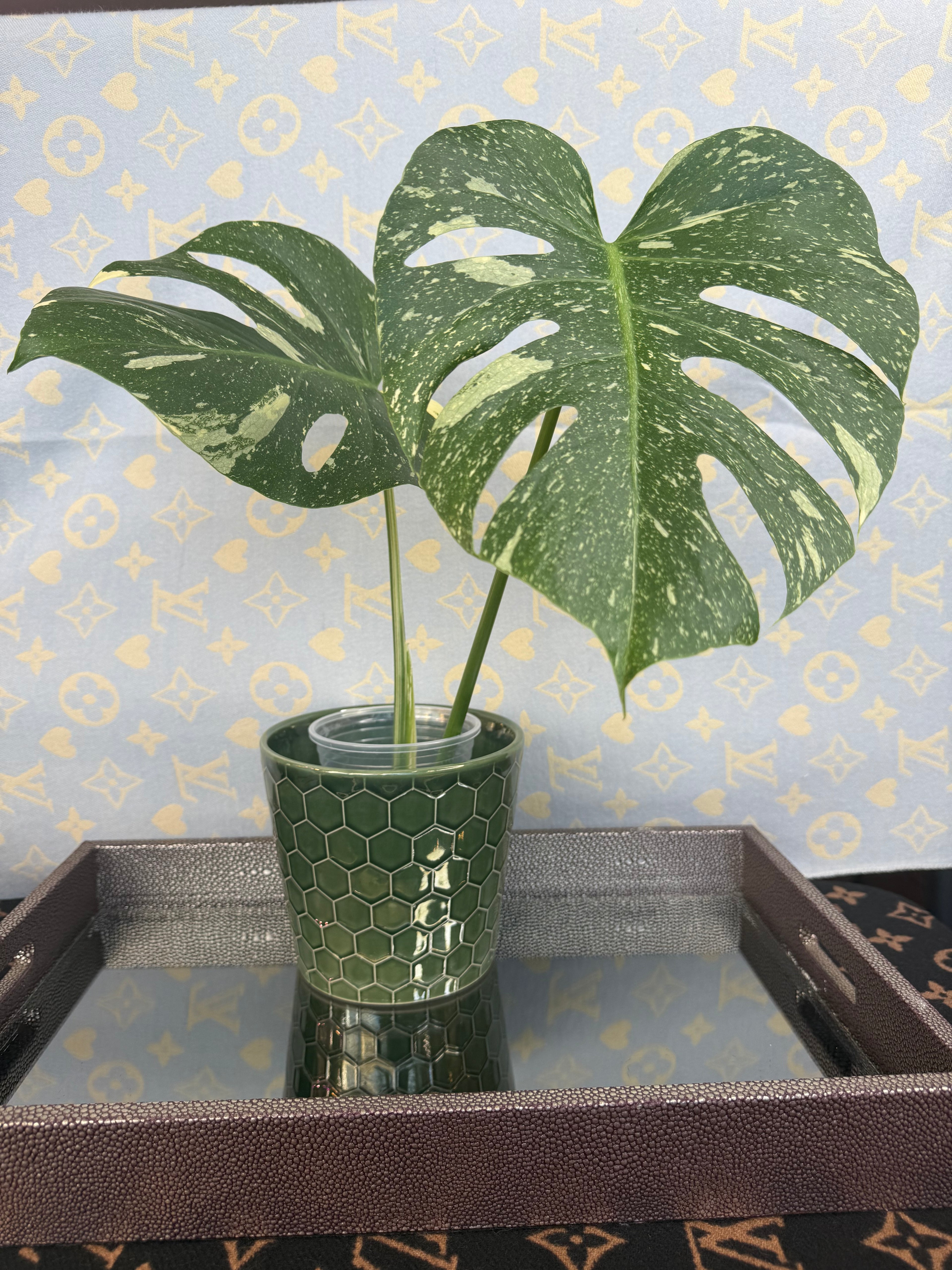 Monstera Thai Constellation cutting