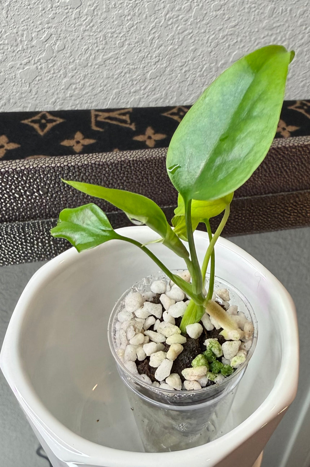 Monstera Sierrana (acclimated tissue culture)