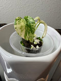 Monstera Thai Constellation High - Variegation (acclimated tissue culture)