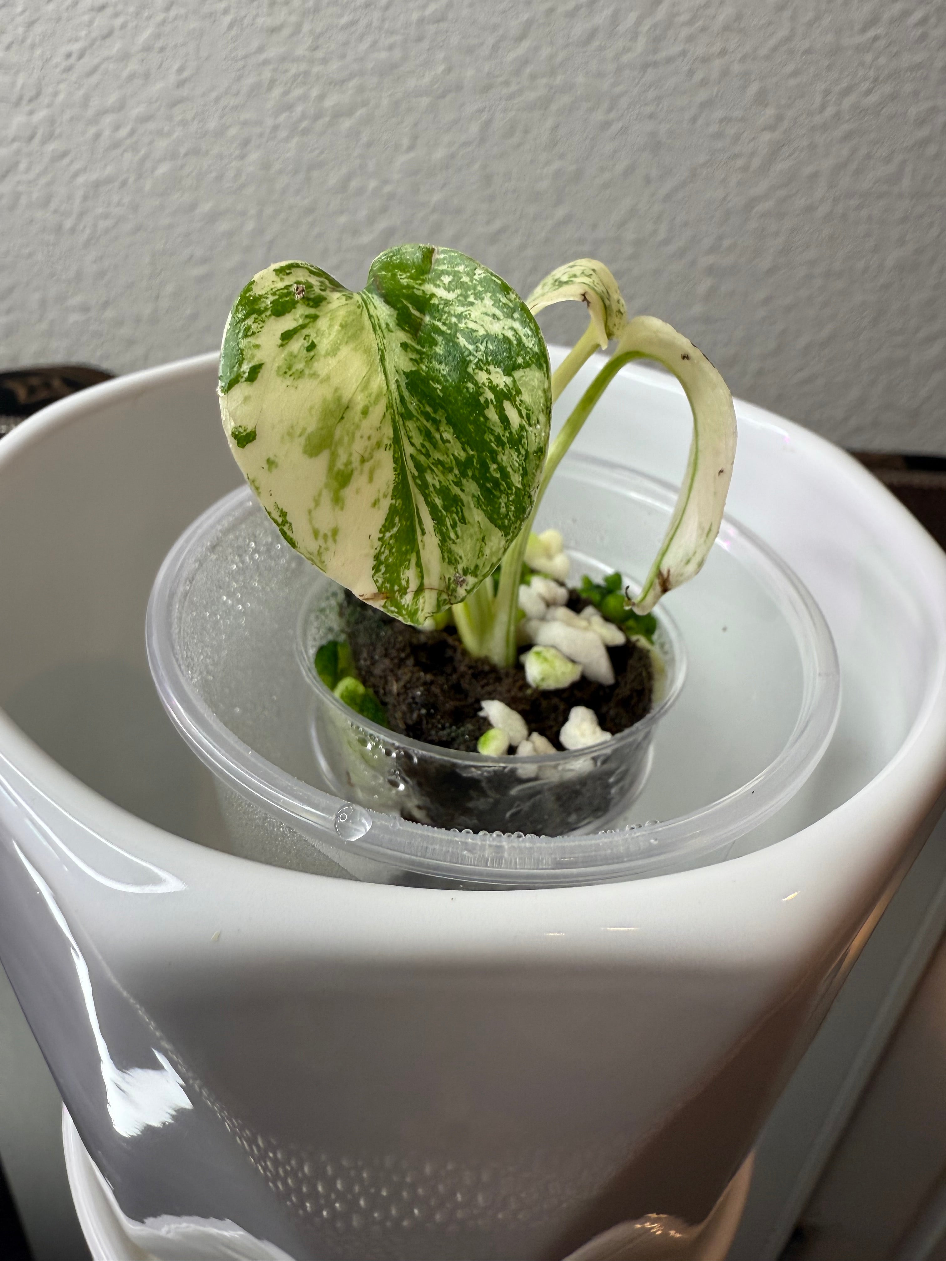 Monstera Thai Constellation High - Variegation (acclimated tissue culture)
