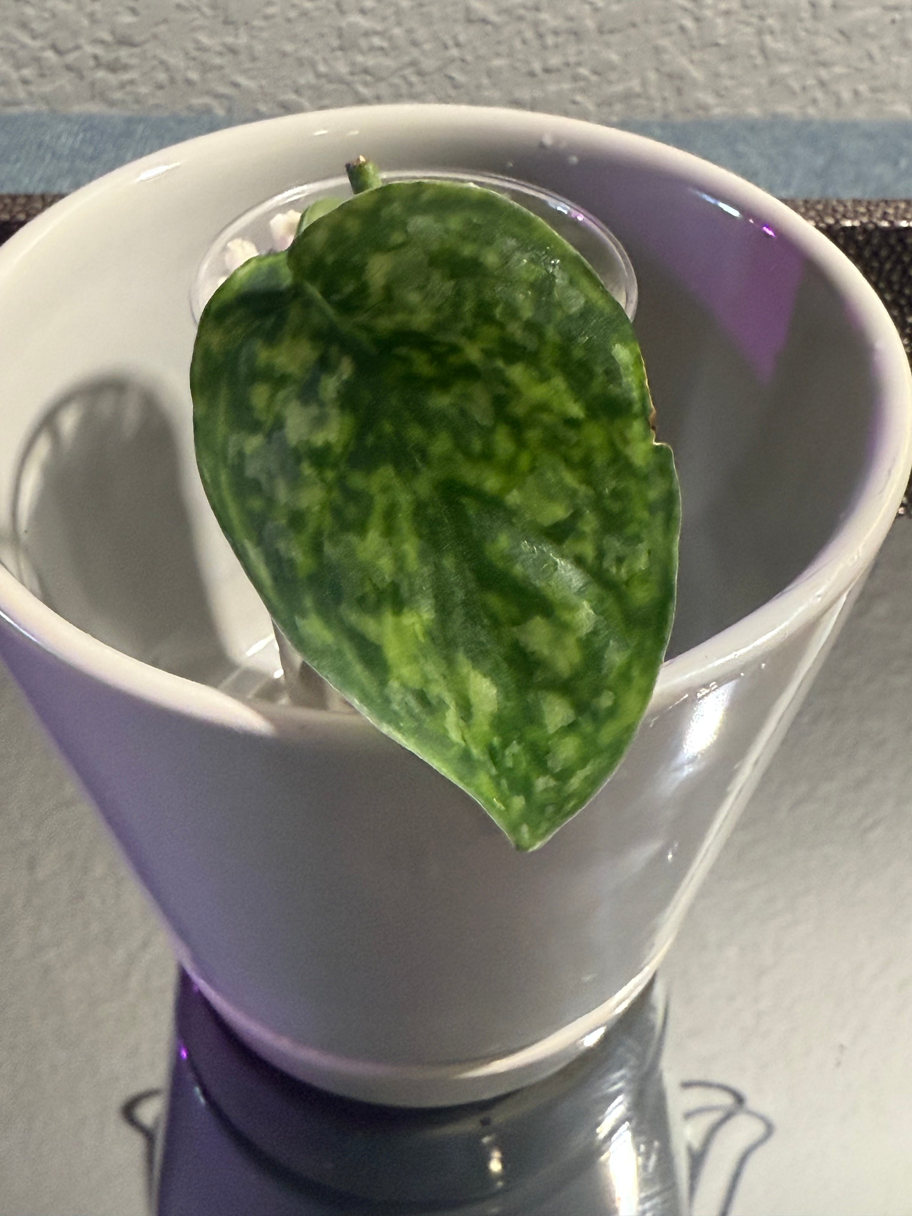Scindapsus Exotic Mint