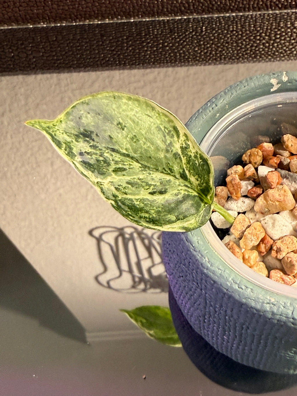 Scindapsus Peasun Variegated