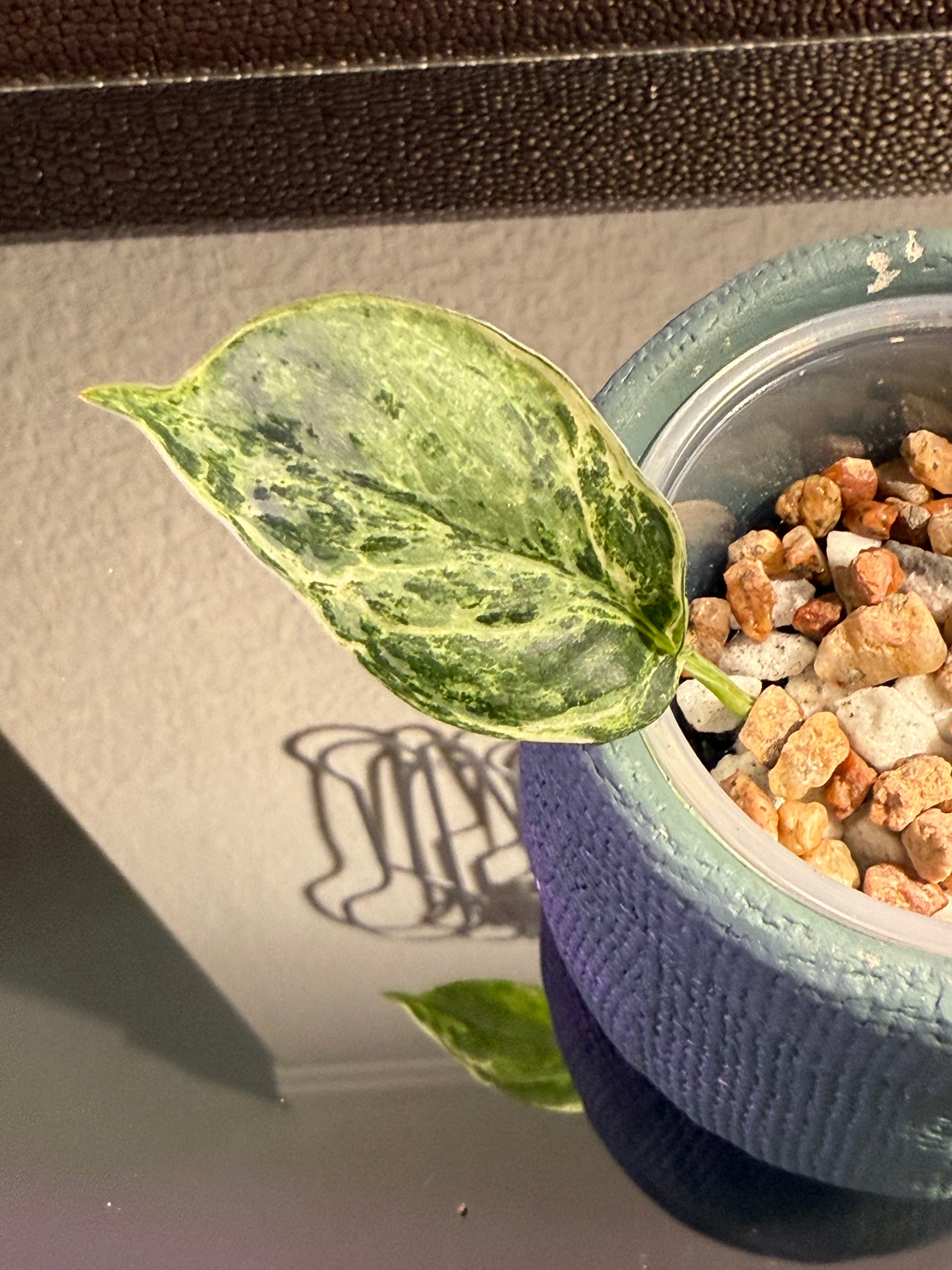 Scindapsus Peasun Variegated