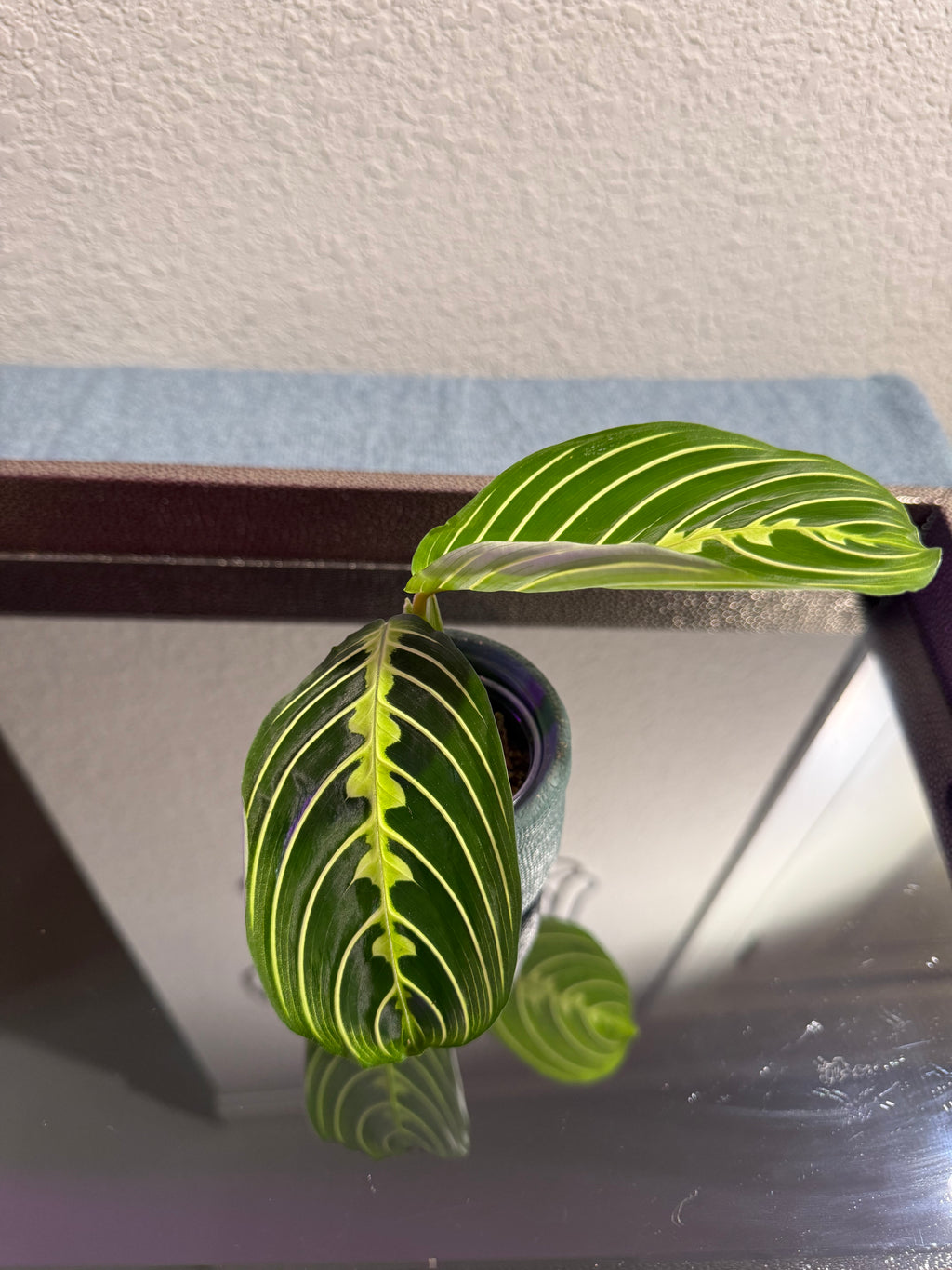 Maranta Lemon Lime (Prayer Plant) rooted cutting