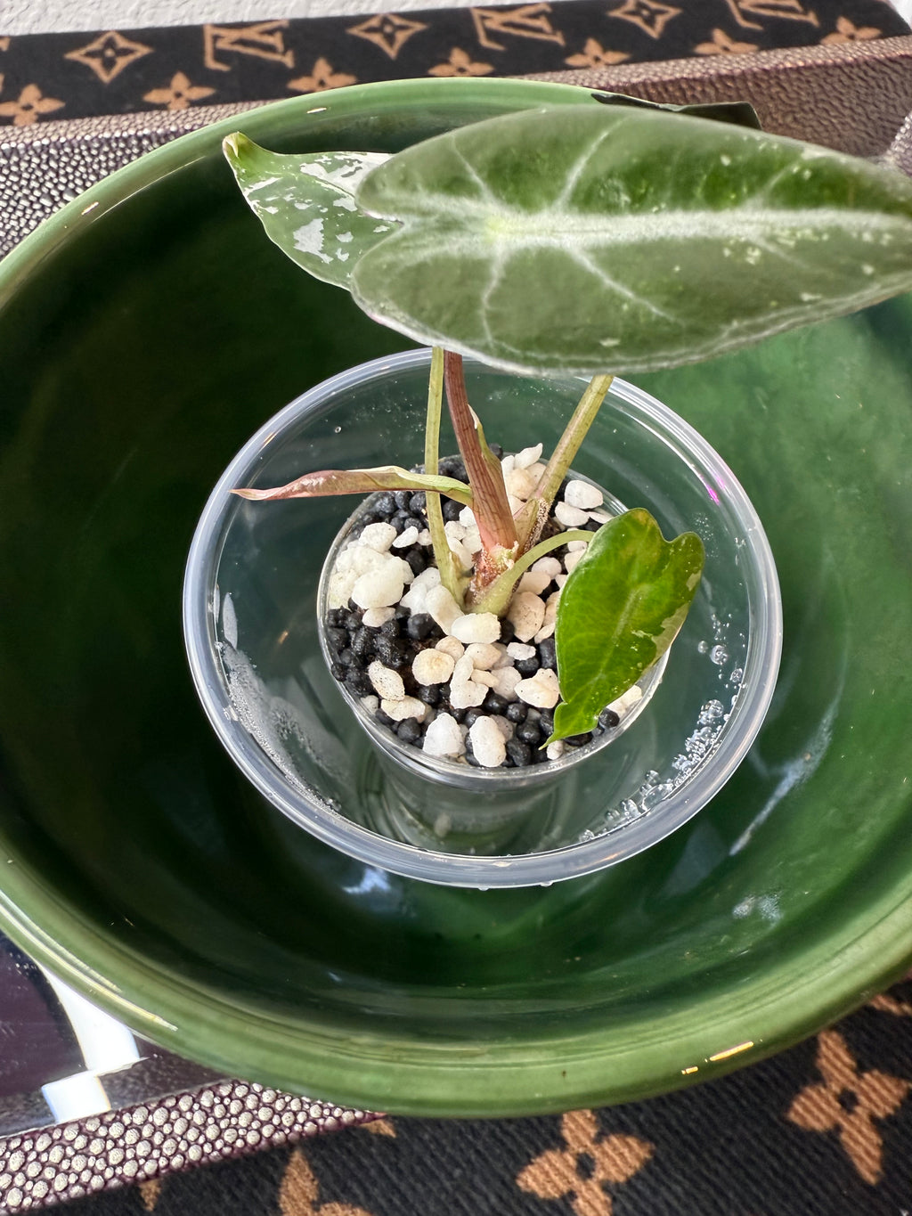Alocasia Bambino
Arrow Variegated (acclimated tissue culture)