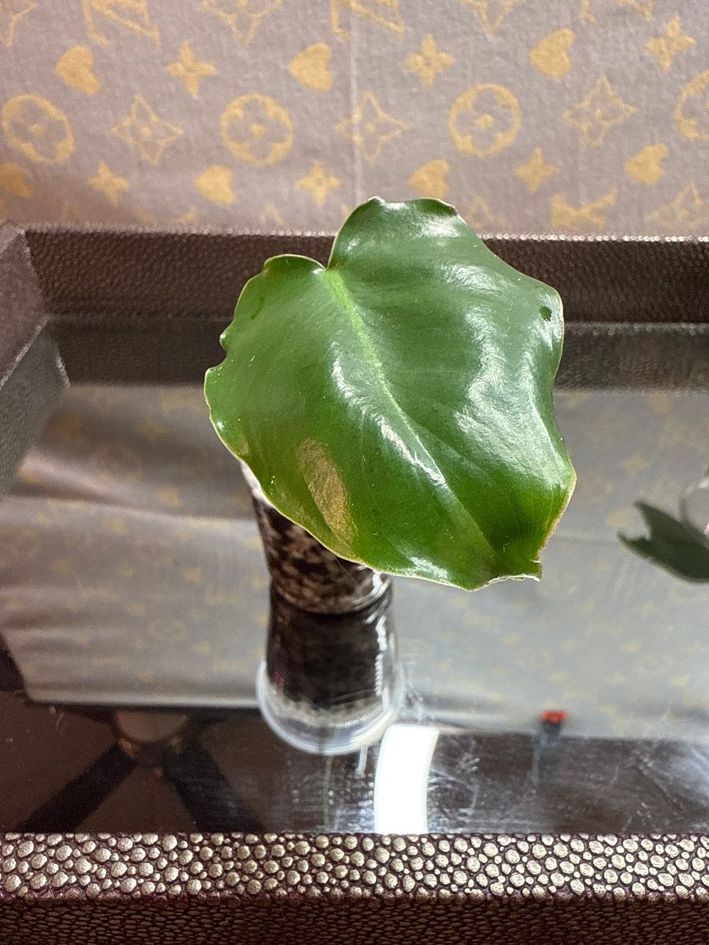 Philodendron Burle Marx cutting
