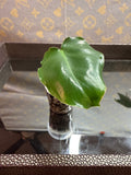 Philodendron Burle Marx cutting