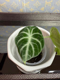Alocasia Black Velvet (corm grown)