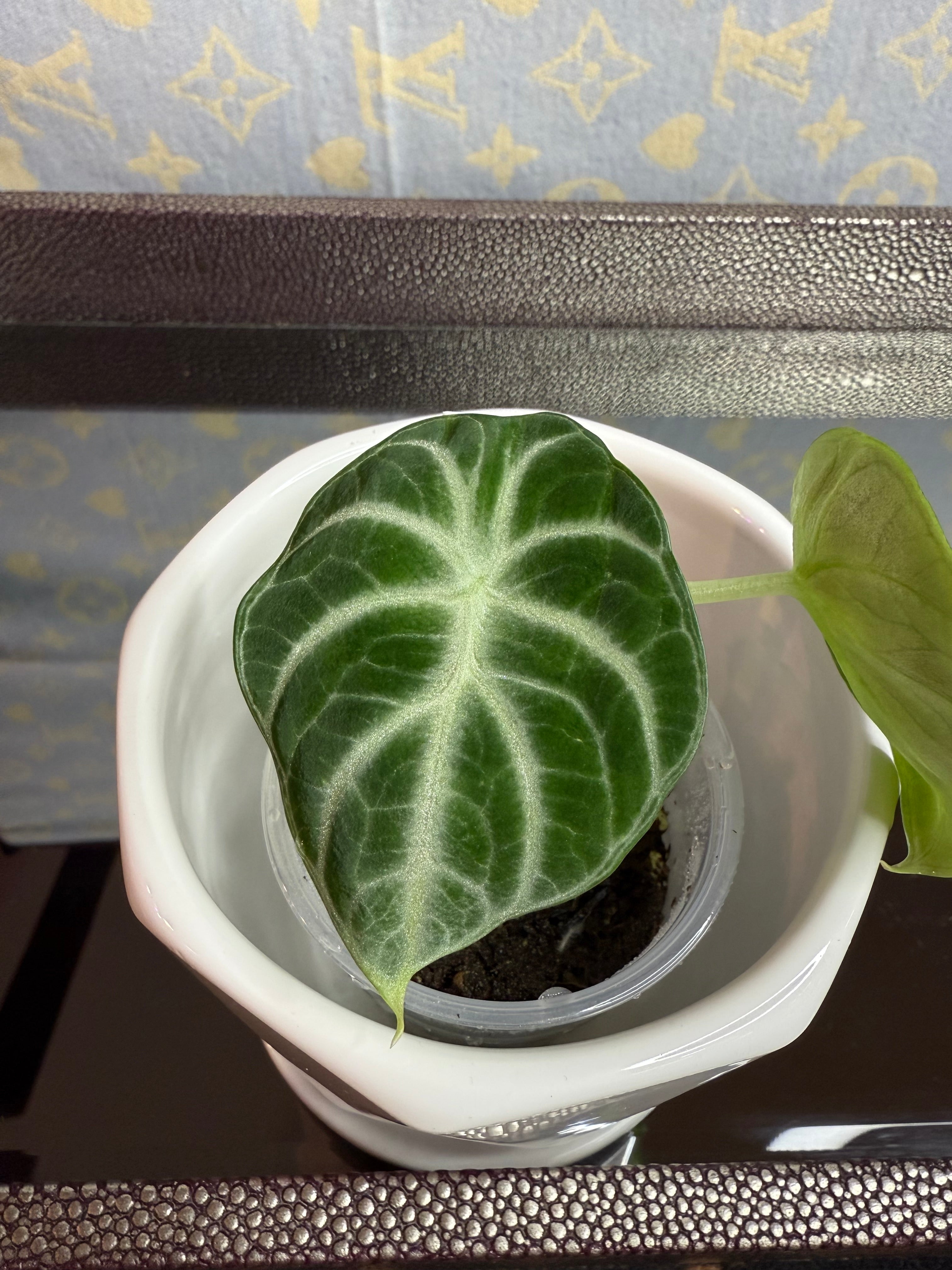 Alocasia Black Velvet (corm grown)