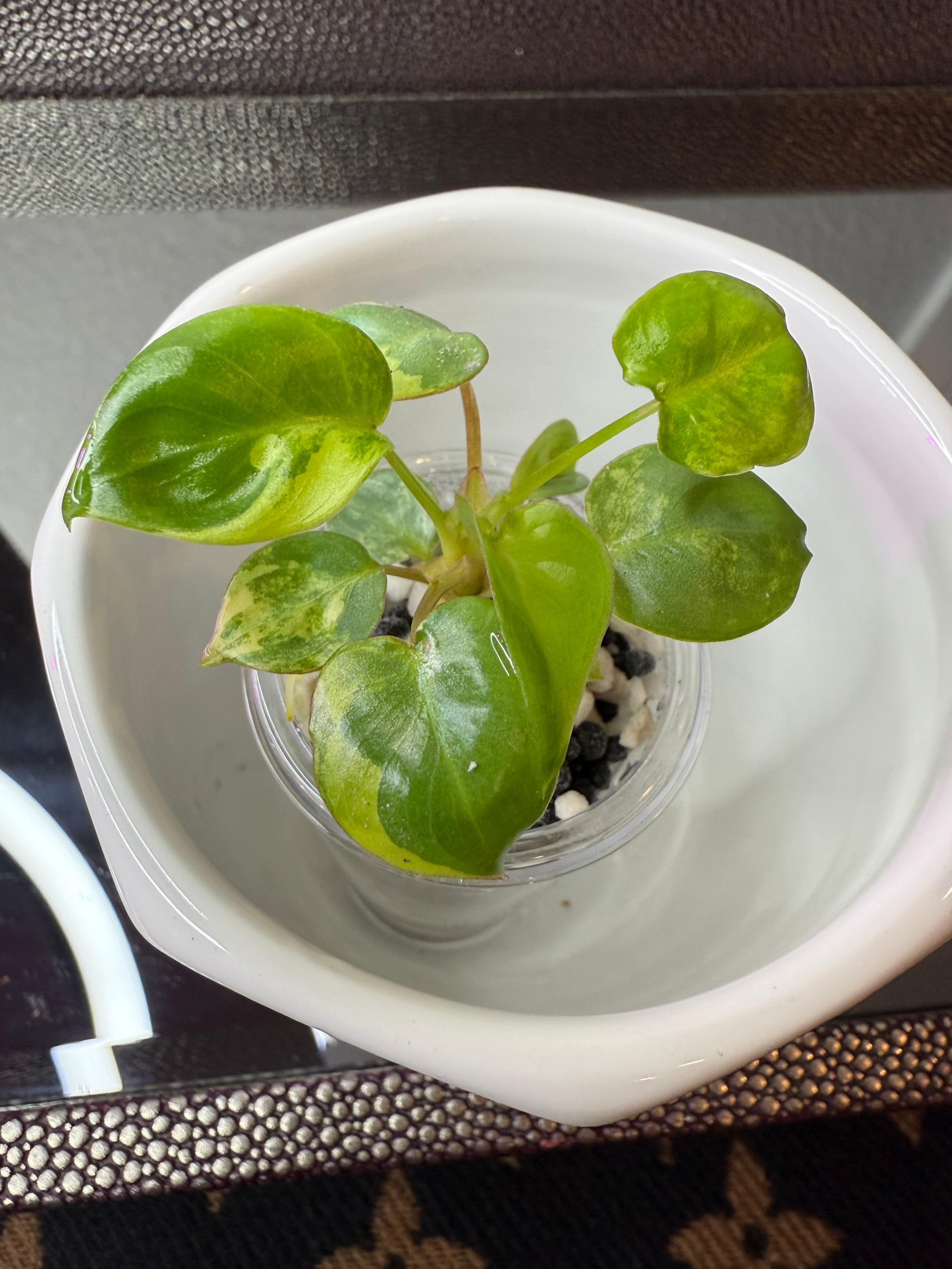 Philodendron Billietiae Variegated (acclimated tissue culture)