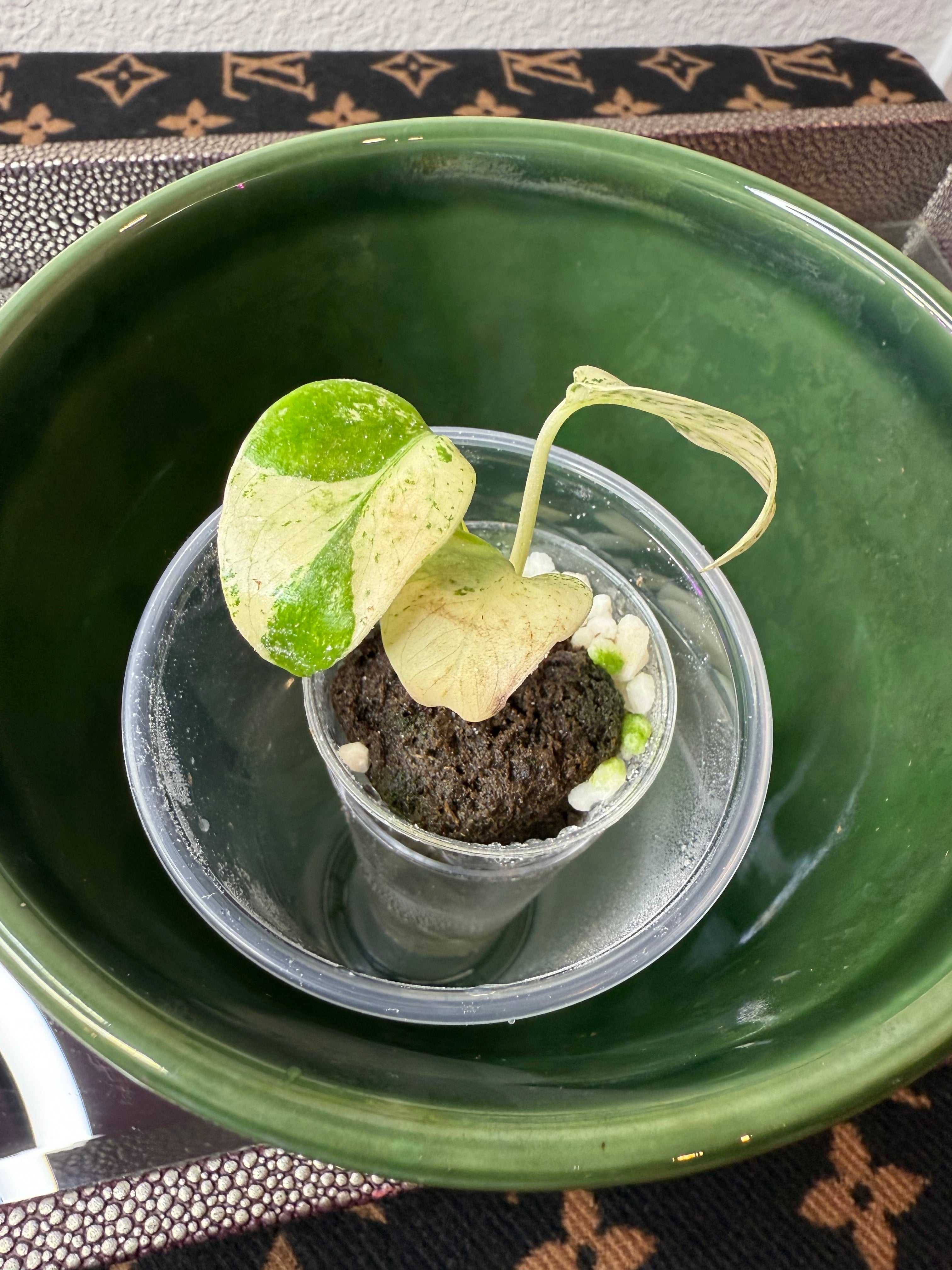 Monstera White Monster (acclimated tissue culture)
