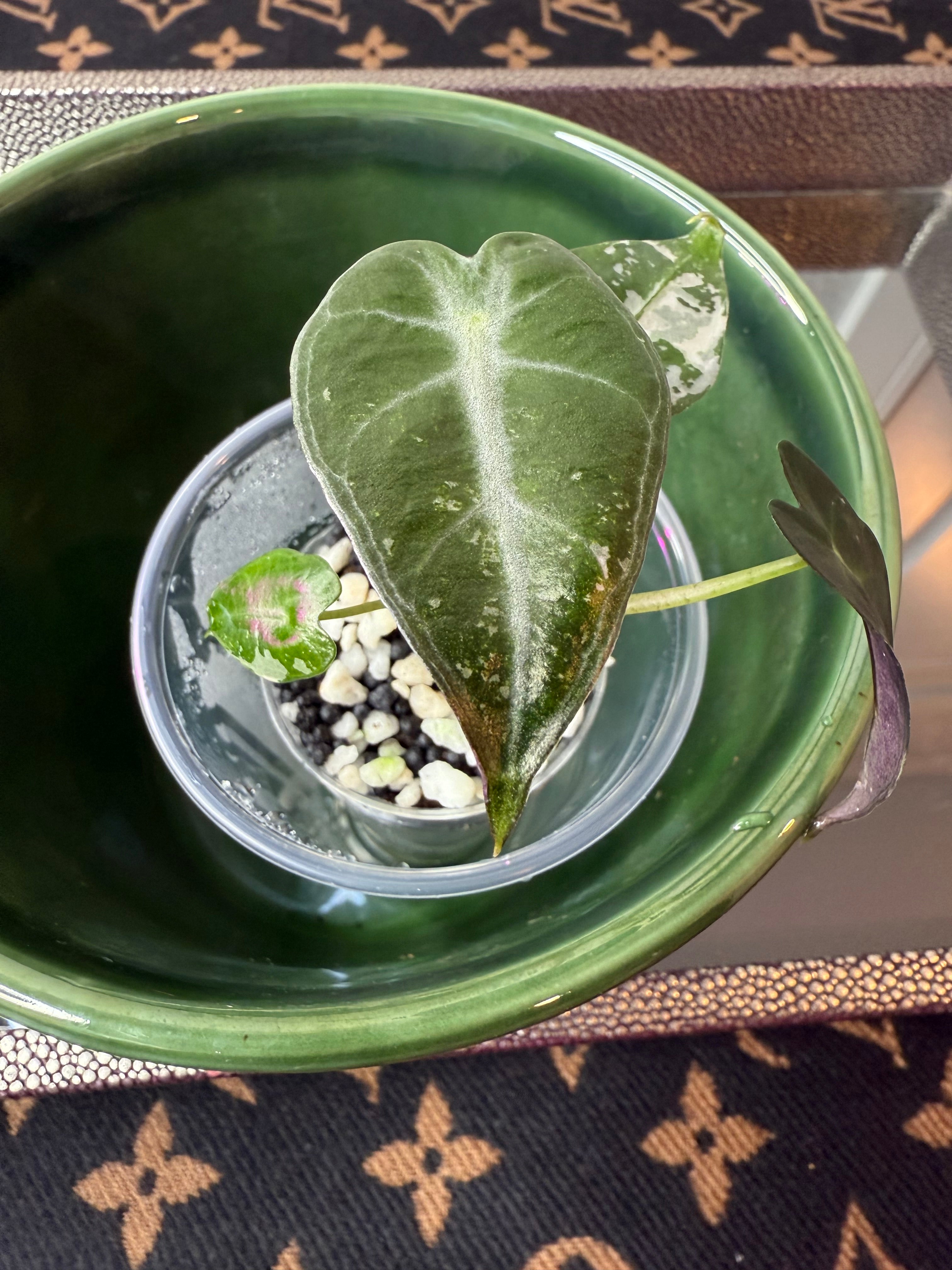 Alocasia Bambino
Arrow Variegated (acclimated tissue culture)