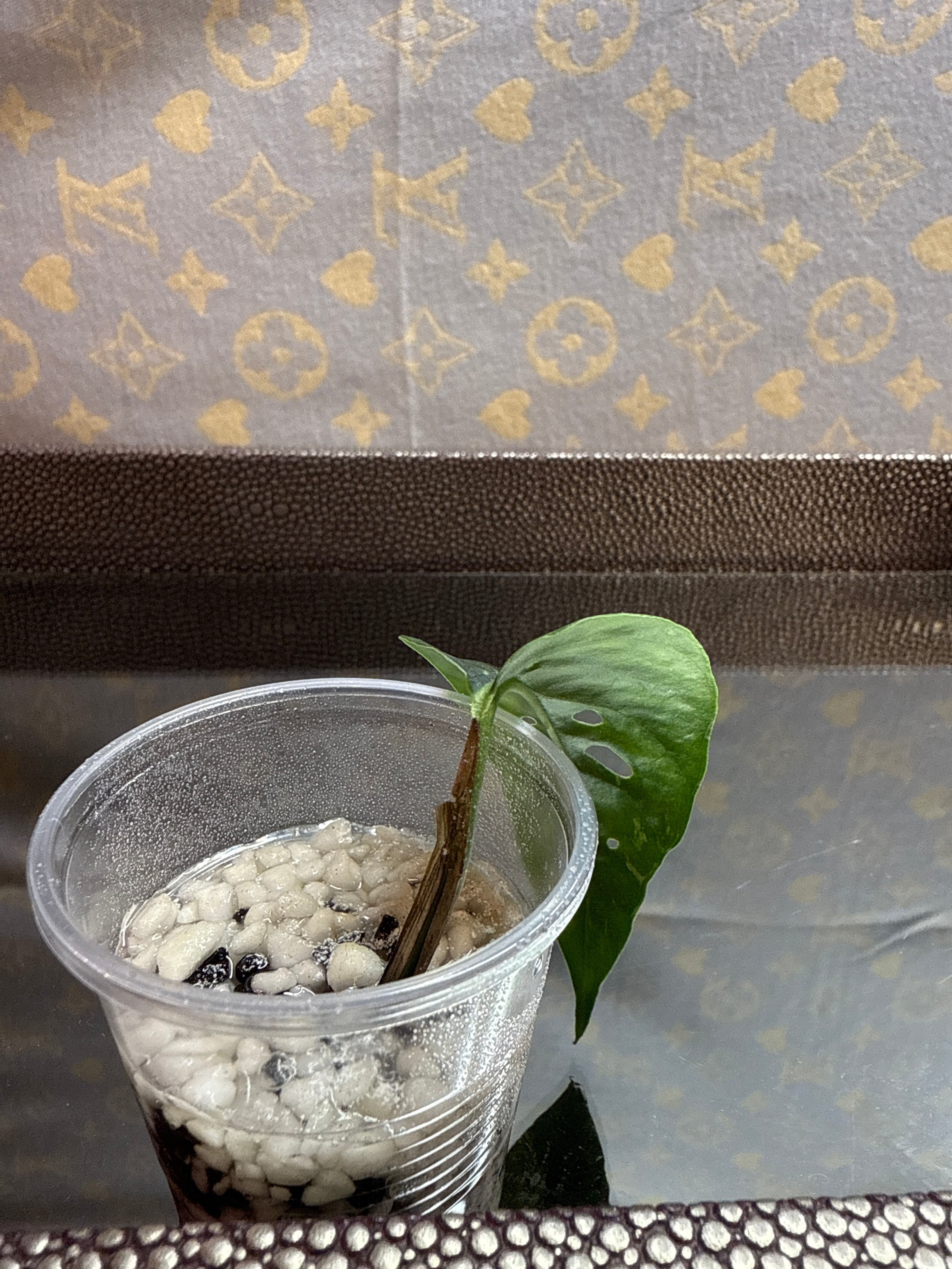 Epipremnum Pinnatum Albo cutting