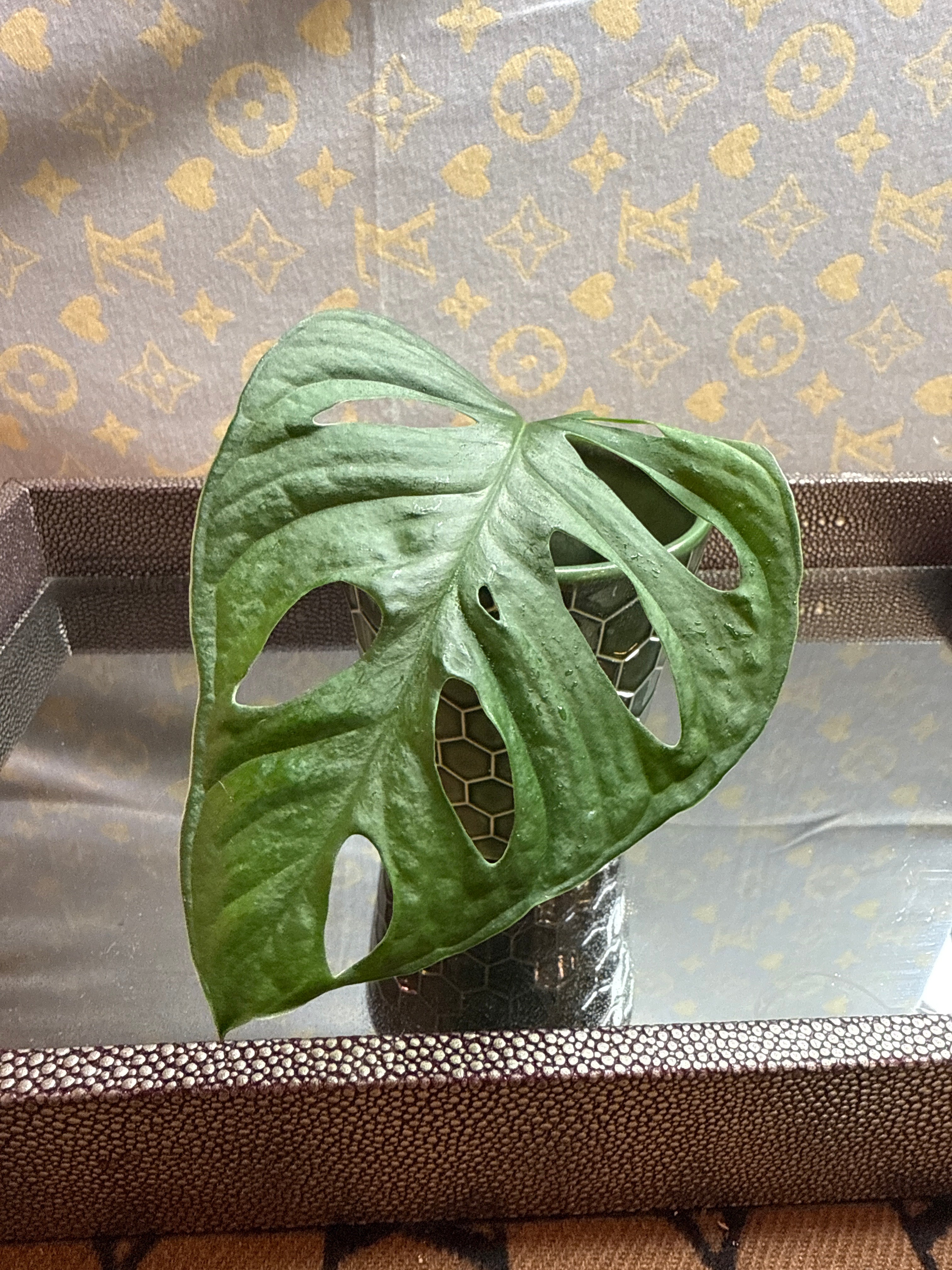 Monstera Adonsonii cutting