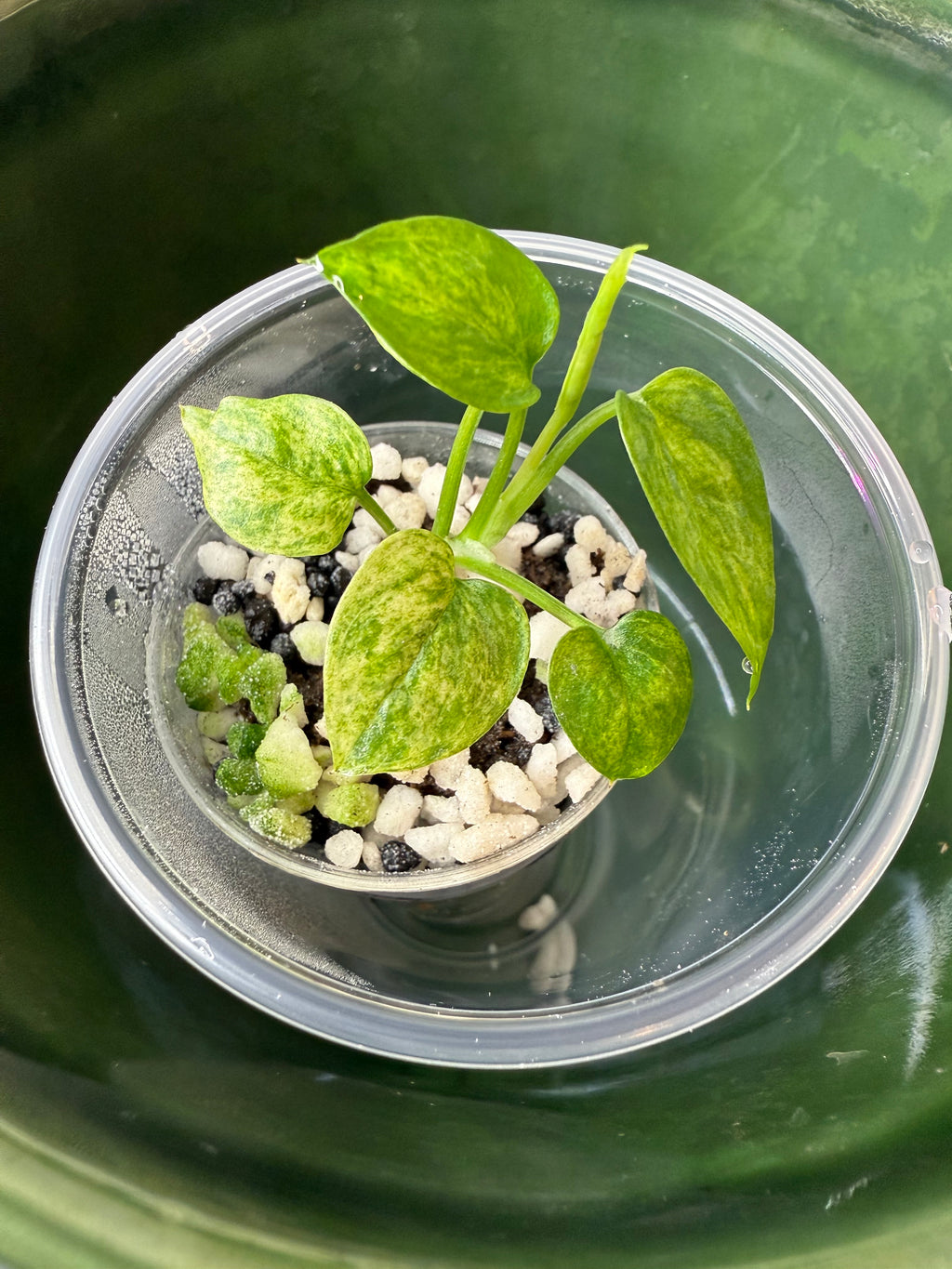 Anthurium Vittarifolium Variegated (acclimated tissue culture)