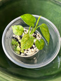 Anthurium Vittarifolium Variegated (acclimated tissue culture)