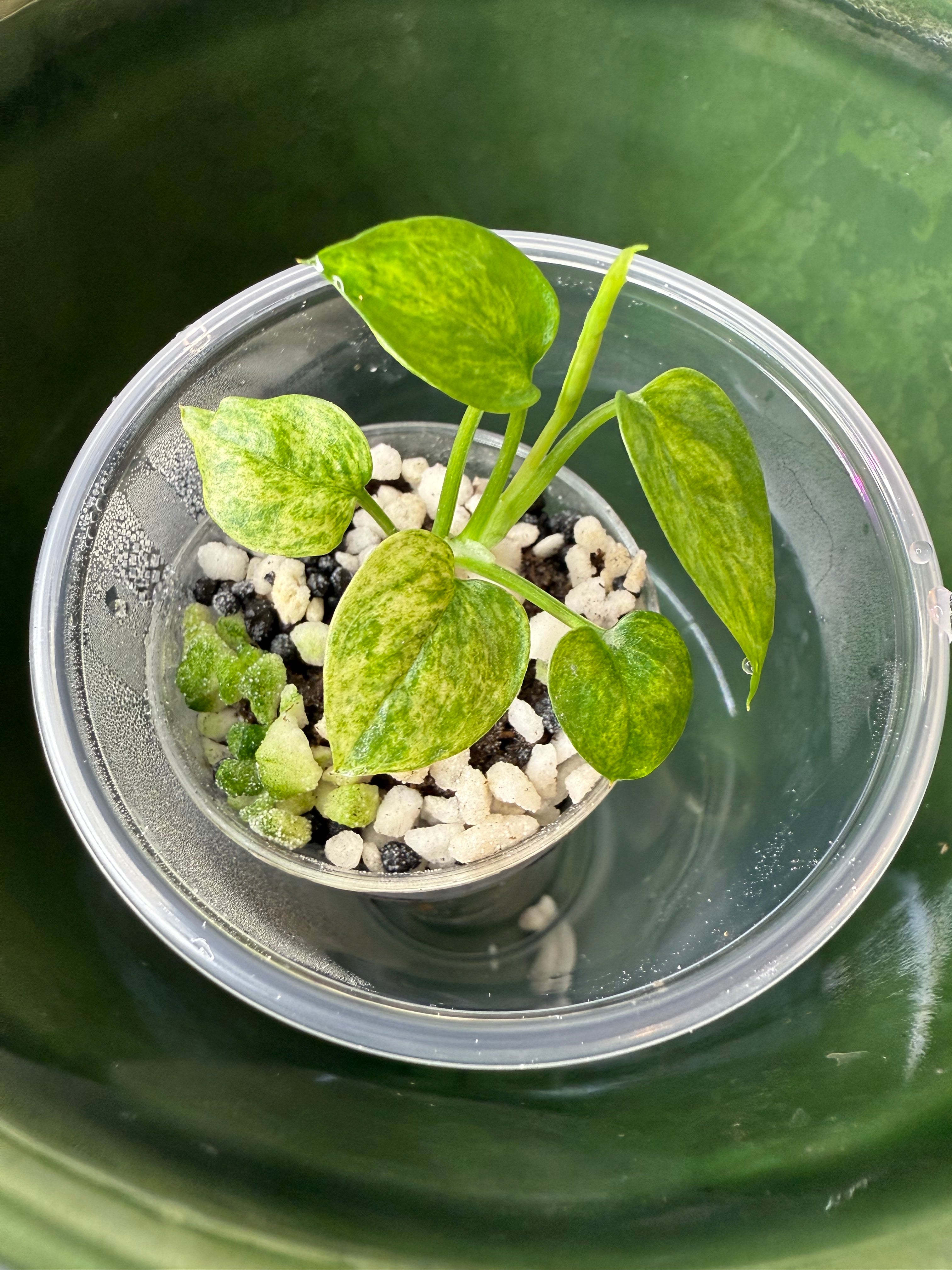 Anthurium Vittarifolium Variegated (acclimated tissue culture)