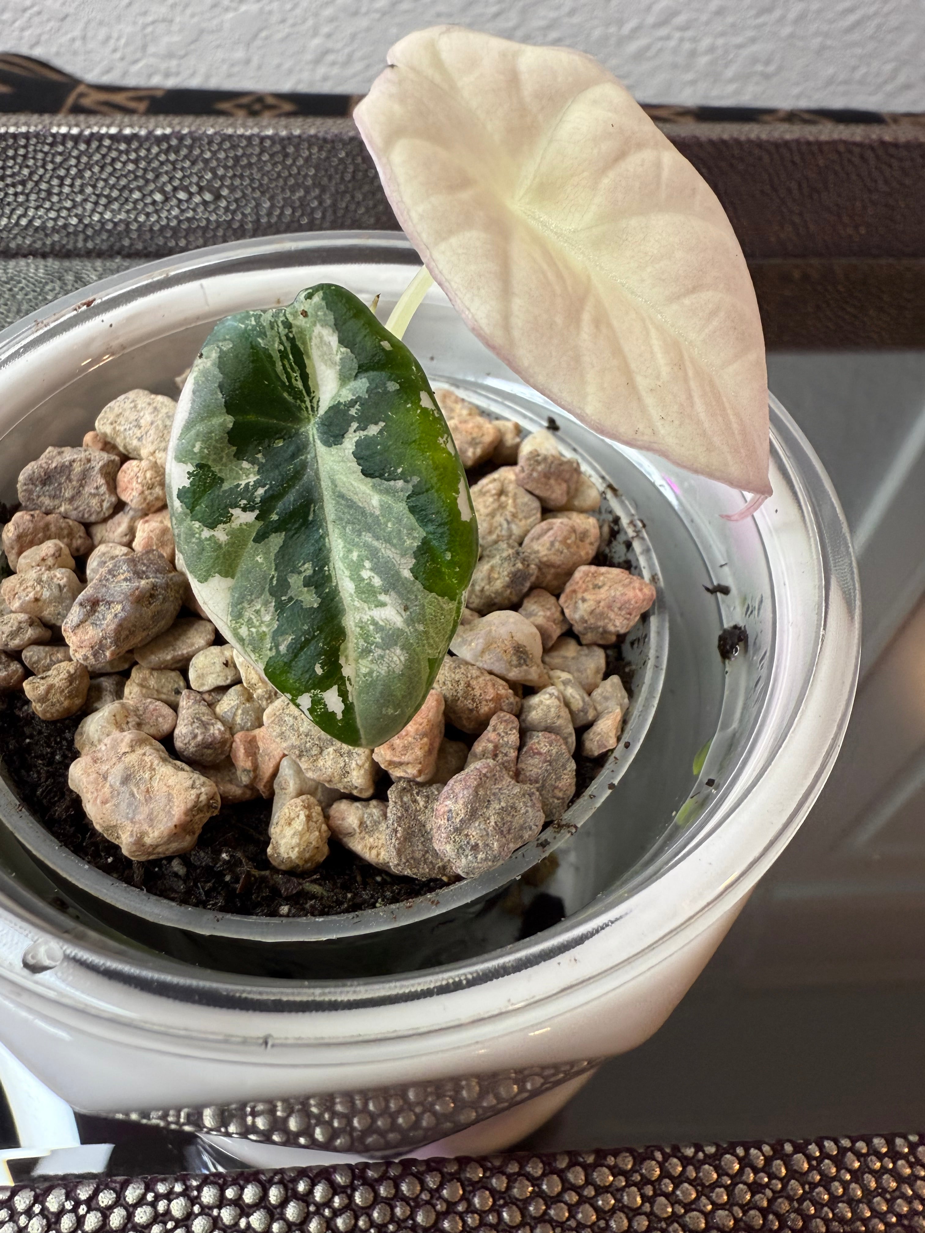 Alocasia Pink Black Velvet (acclimated tissue culture)