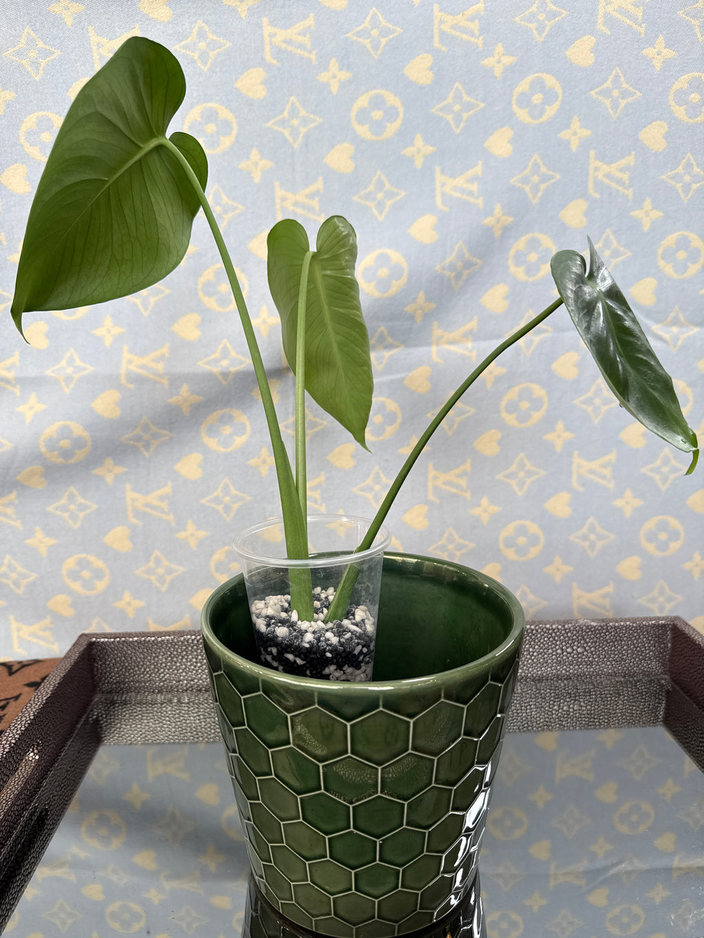 Monstera Deliciosa