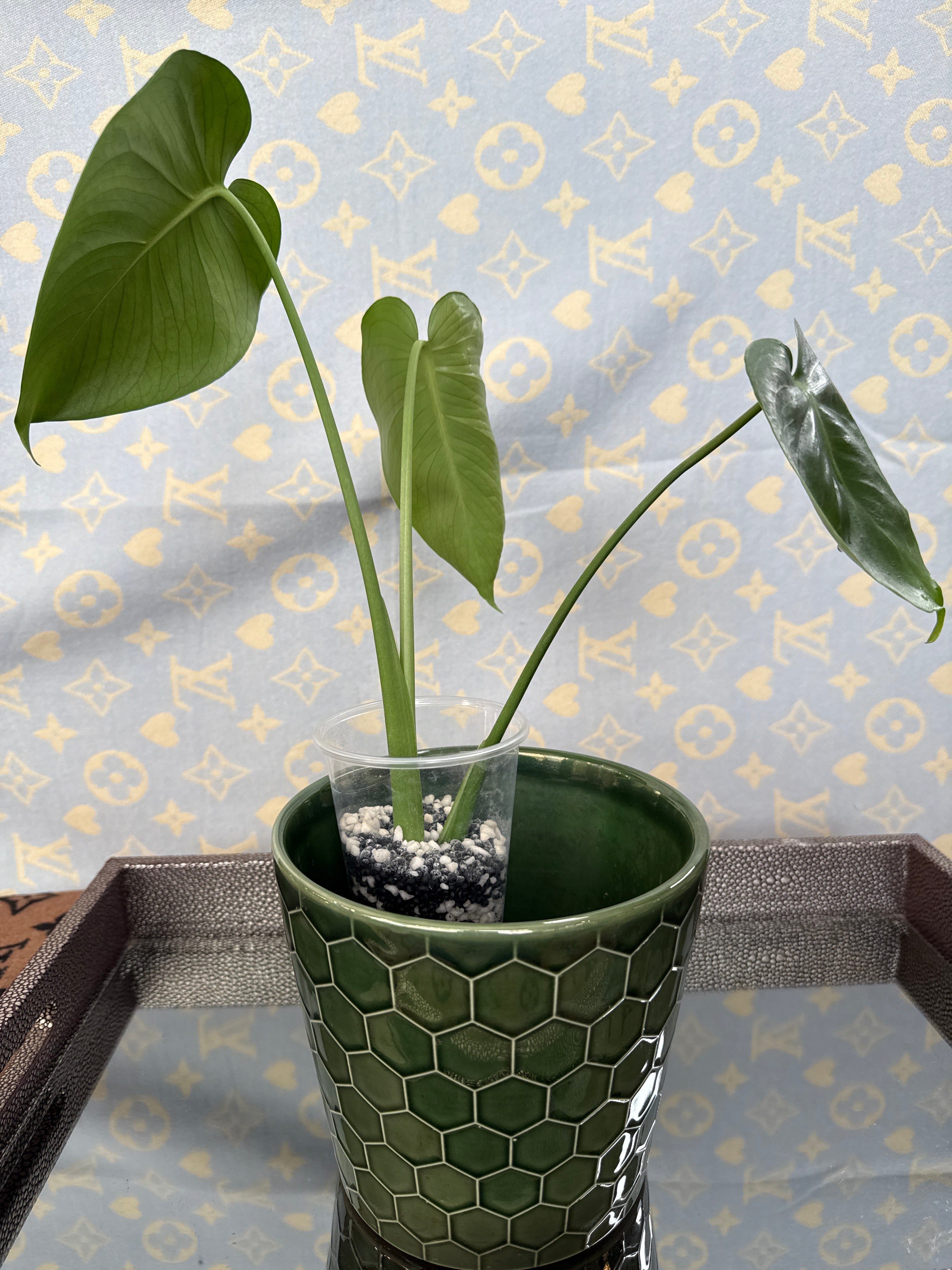 Monstera Deliciosa