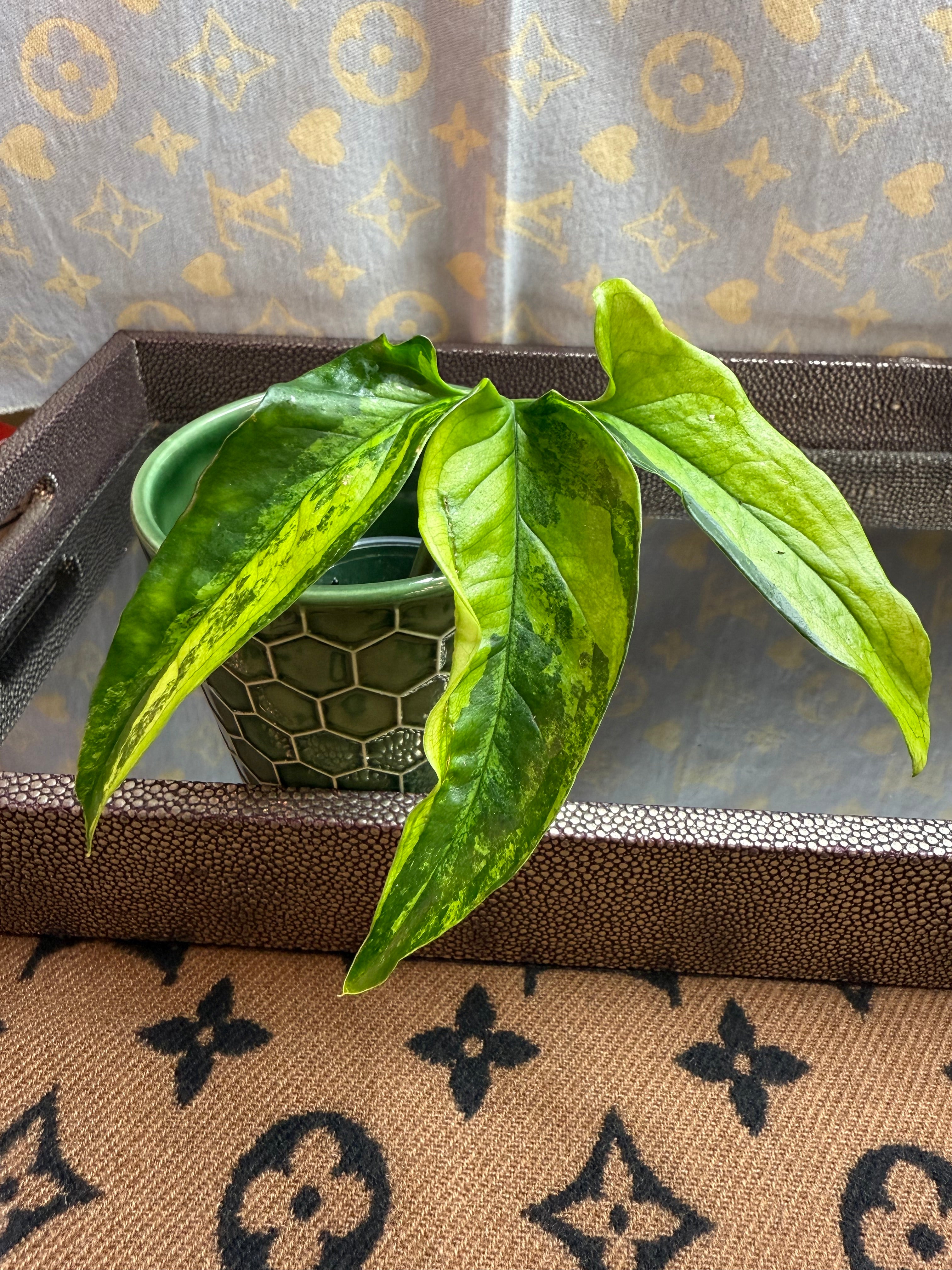 Syngonium Angustatum Variegated cutting