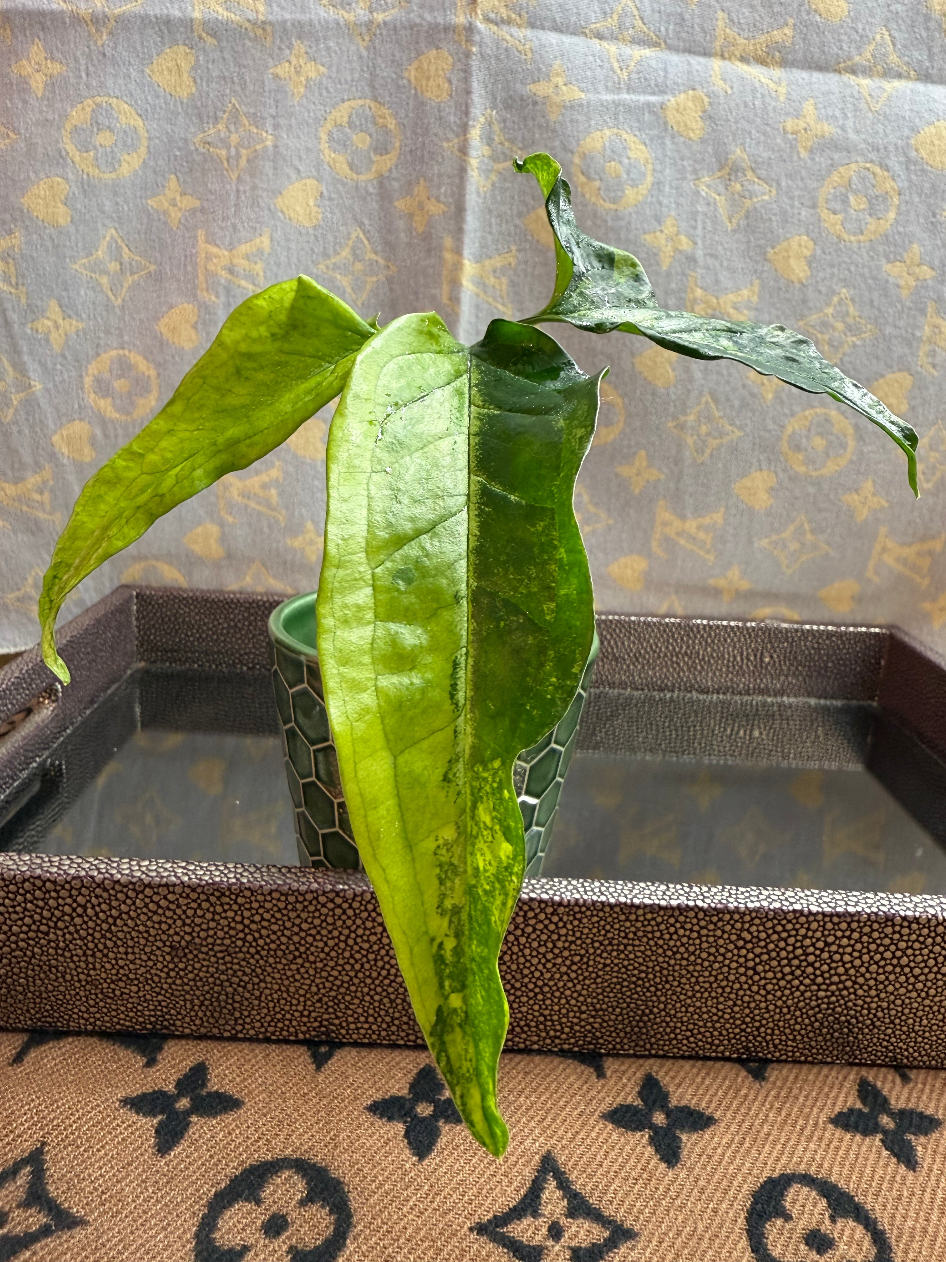 Syngonium Angustatum Variegated cutting