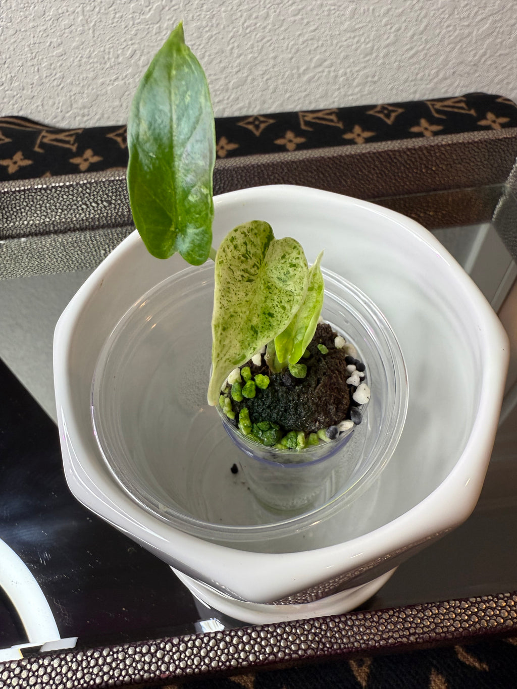Alocasia Baginda
Dragon Scale Mint (acclimated tissue culture)