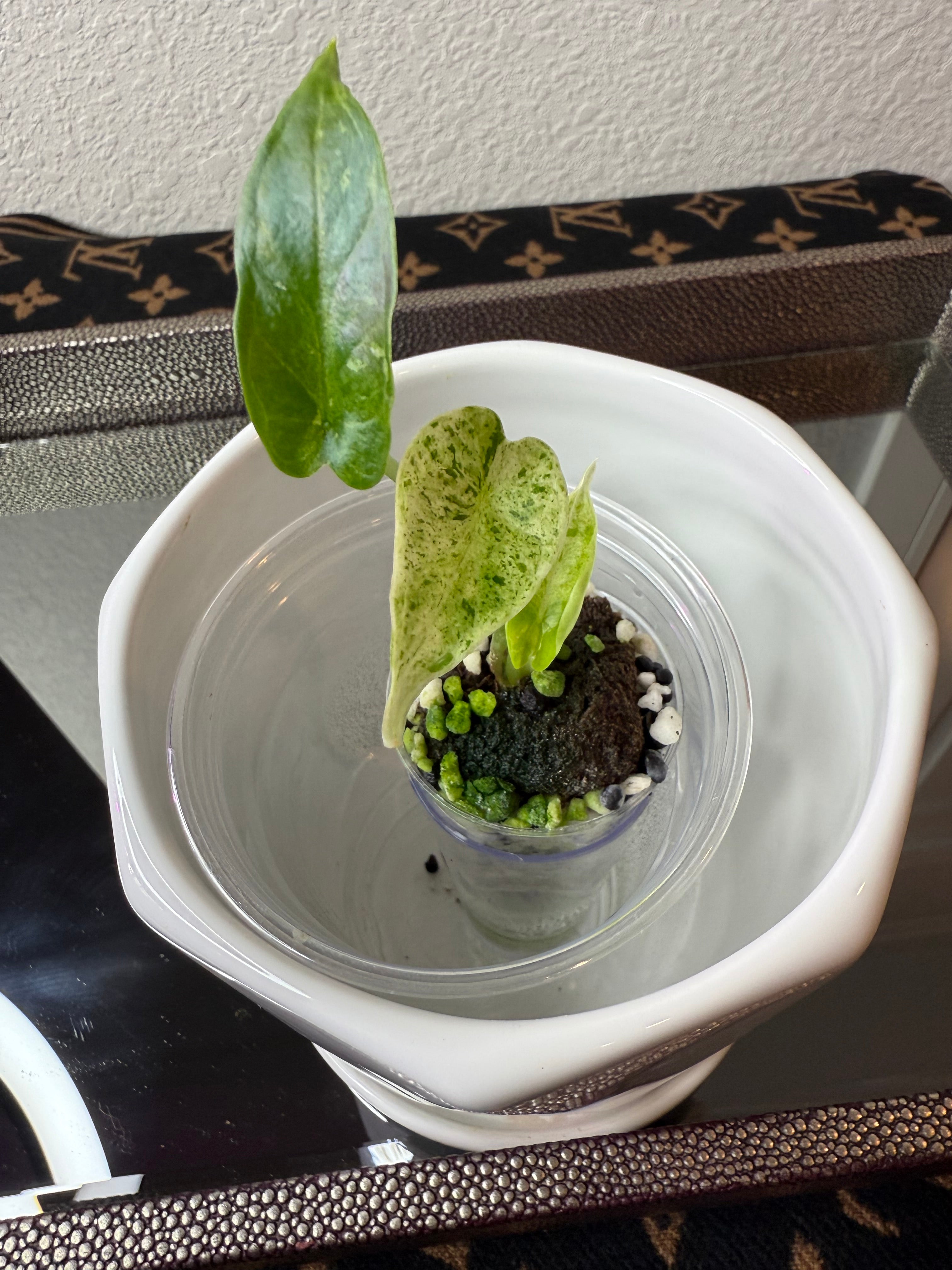 Alocasia Baginda
Dragon Scale Mint (acclimated tissue culture)