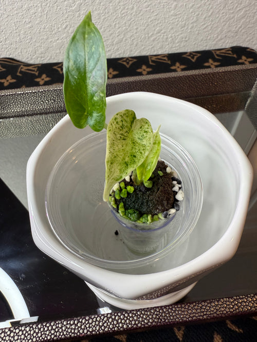 Alocasia Baginda
Dragon Scale Mint (acclimated tissue culture)