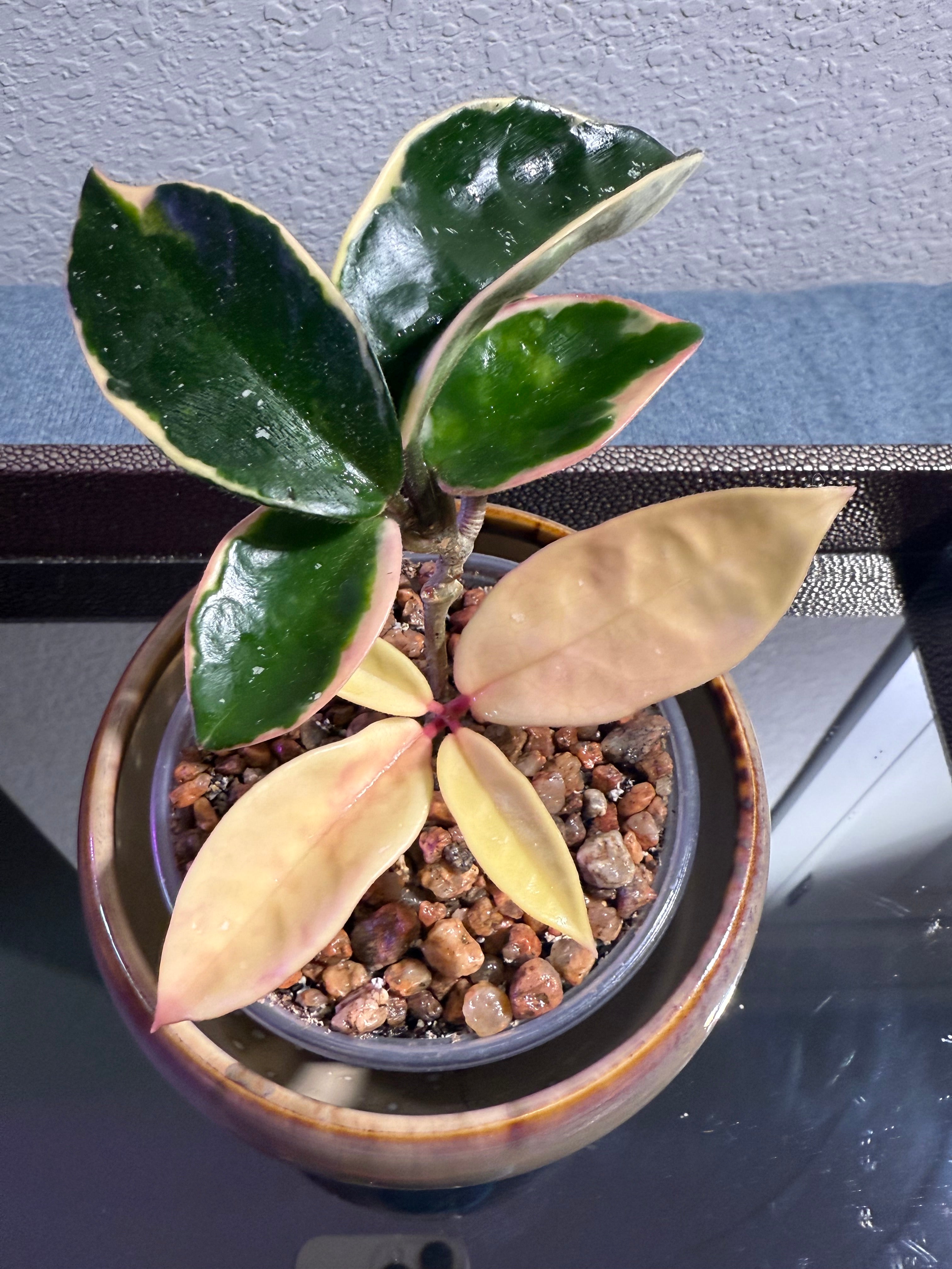 Hoya Chelsea Variegated