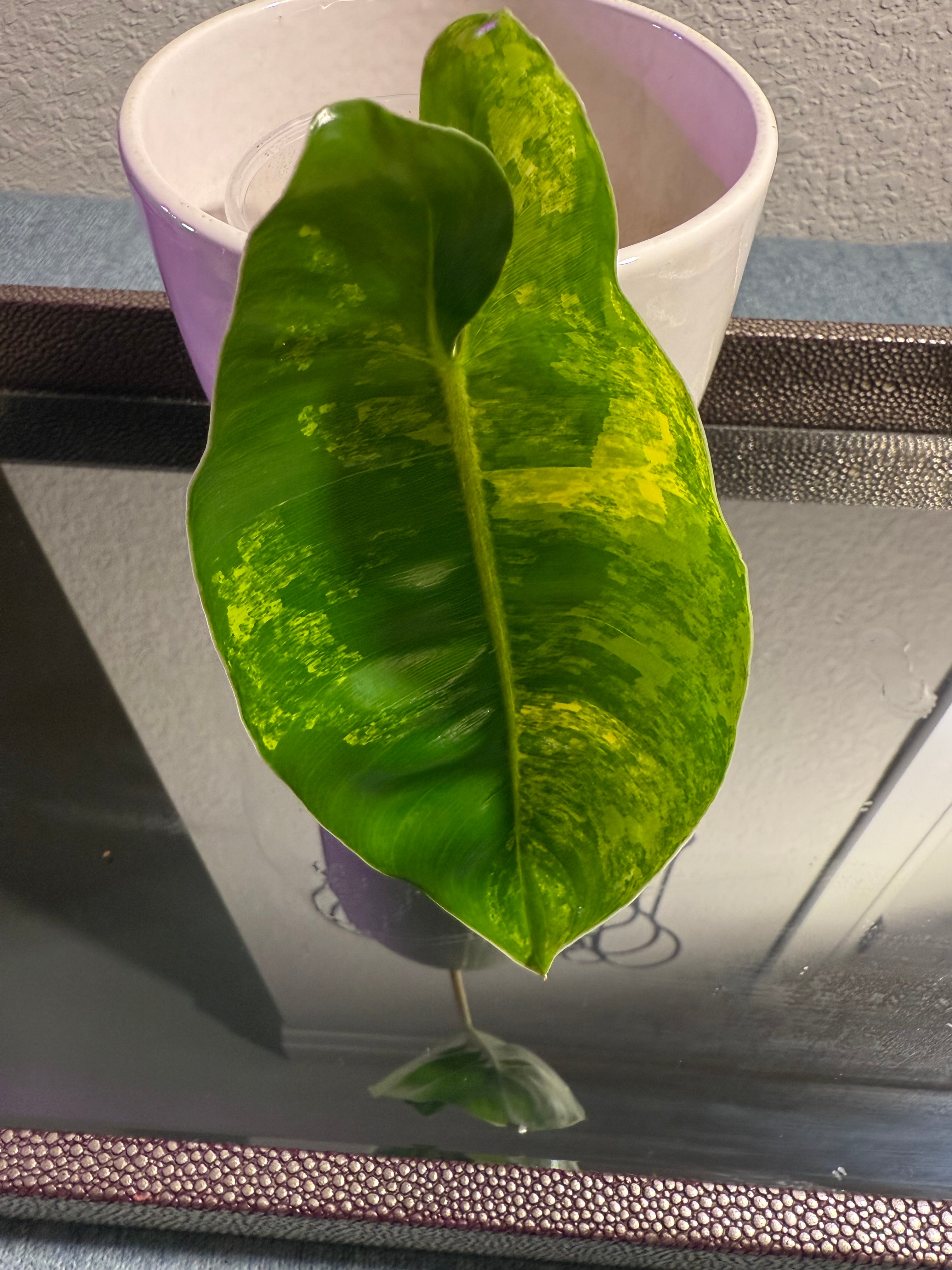 Philodendron Burle Marx Variegated