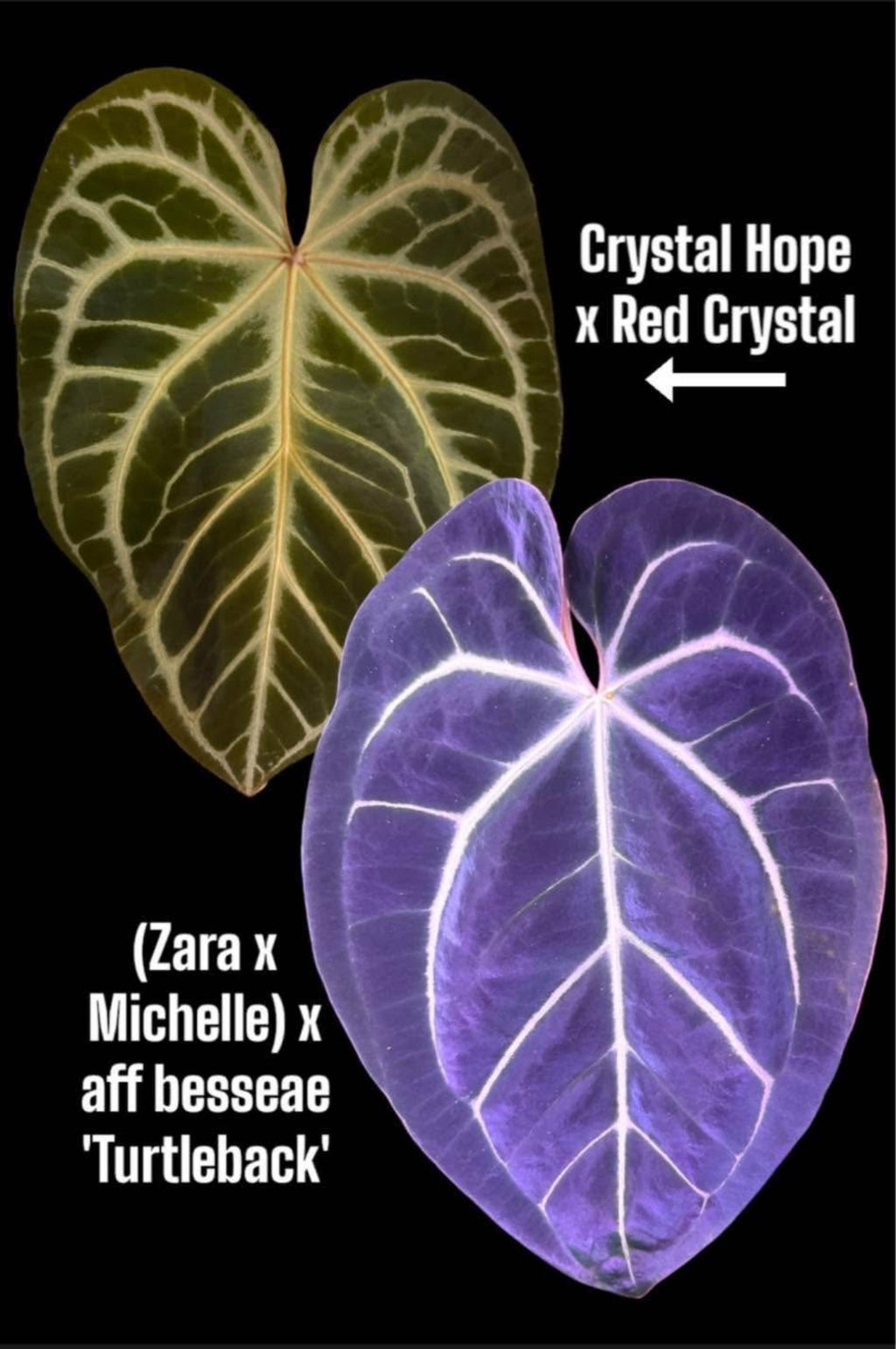 (Crystal Hope x Red Crystal) x [(Zara x Michelle) x Besseae Aff “Turtleback”]