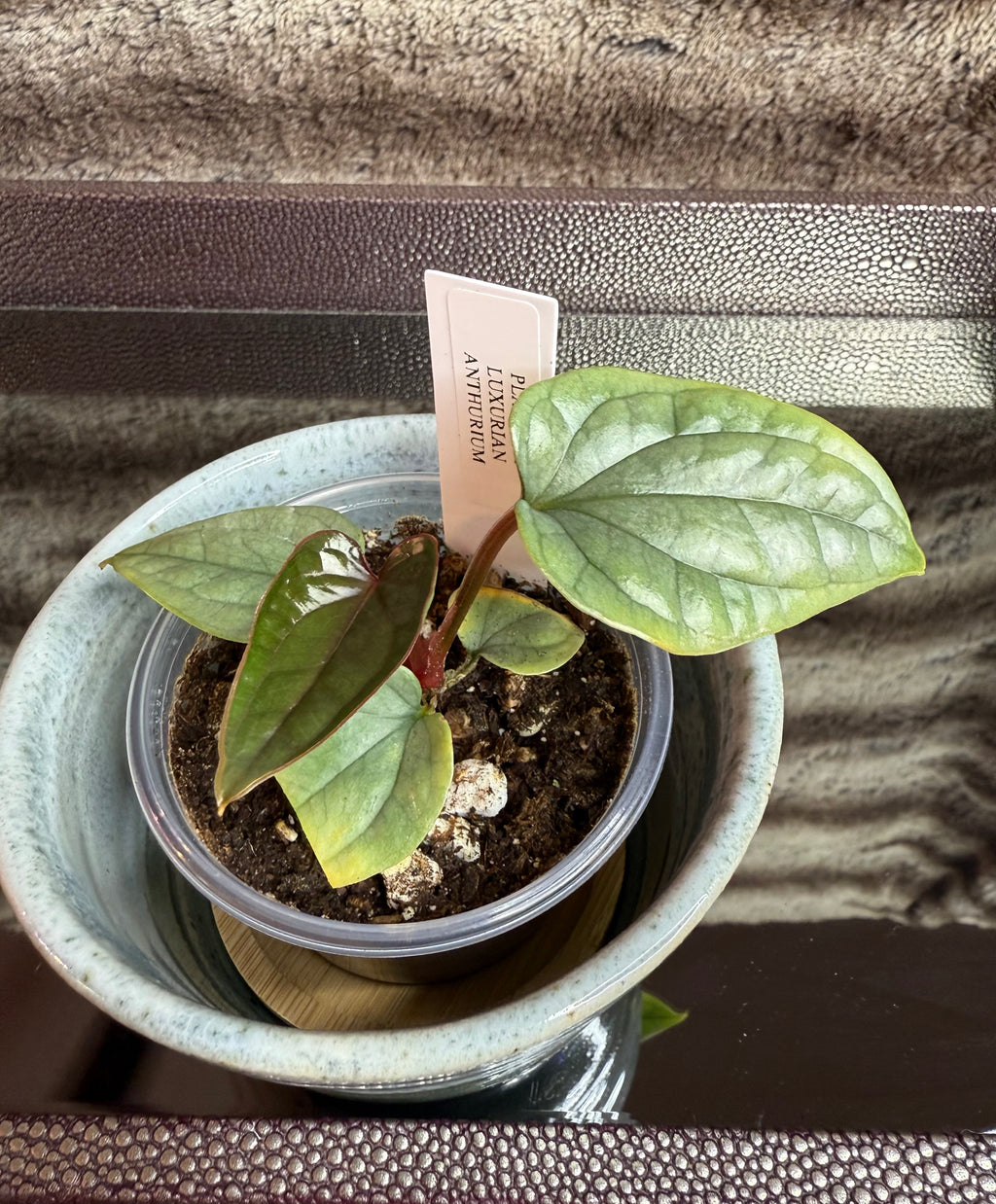 Anthurium Luxurian