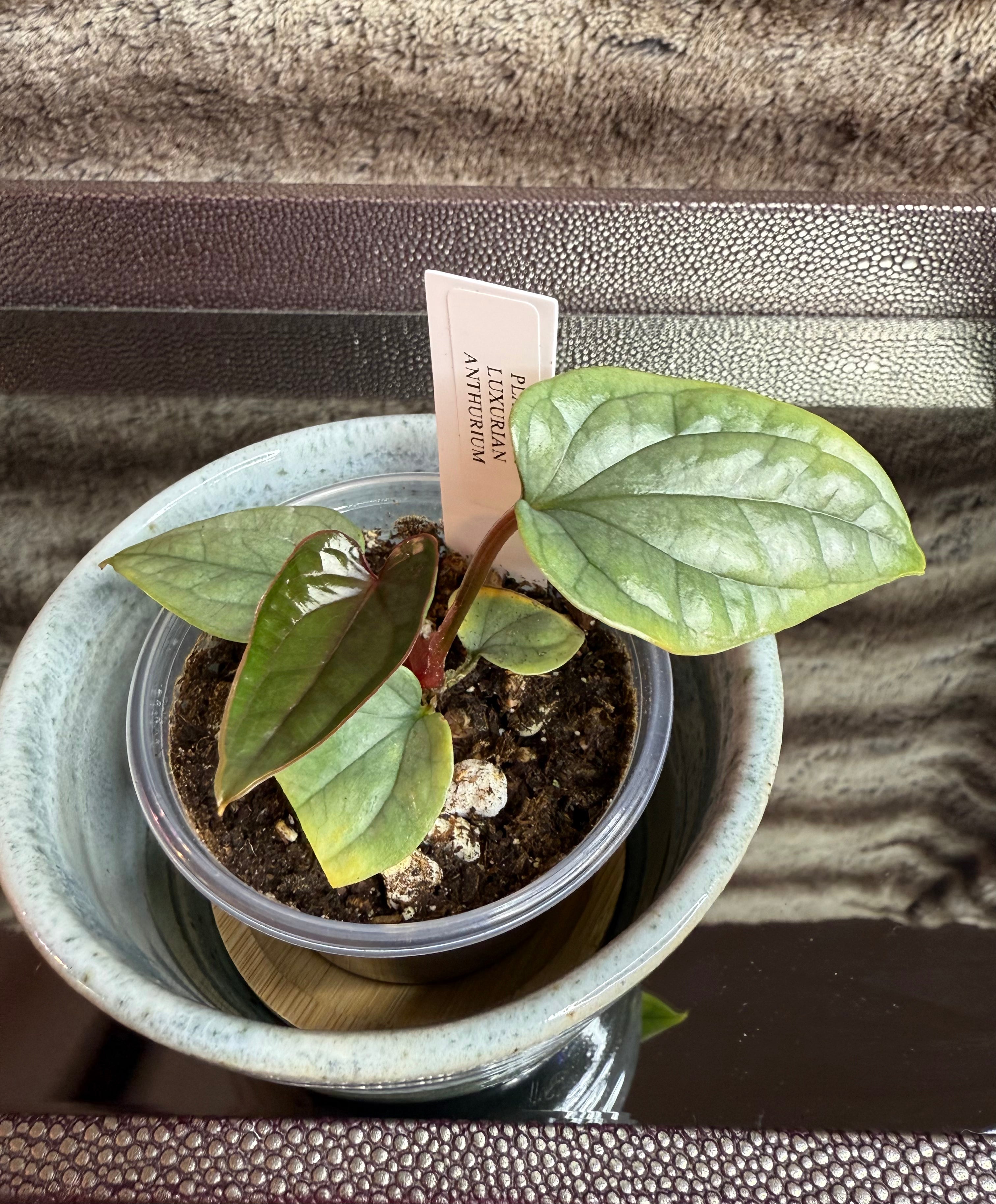 Anthurium Luxurian