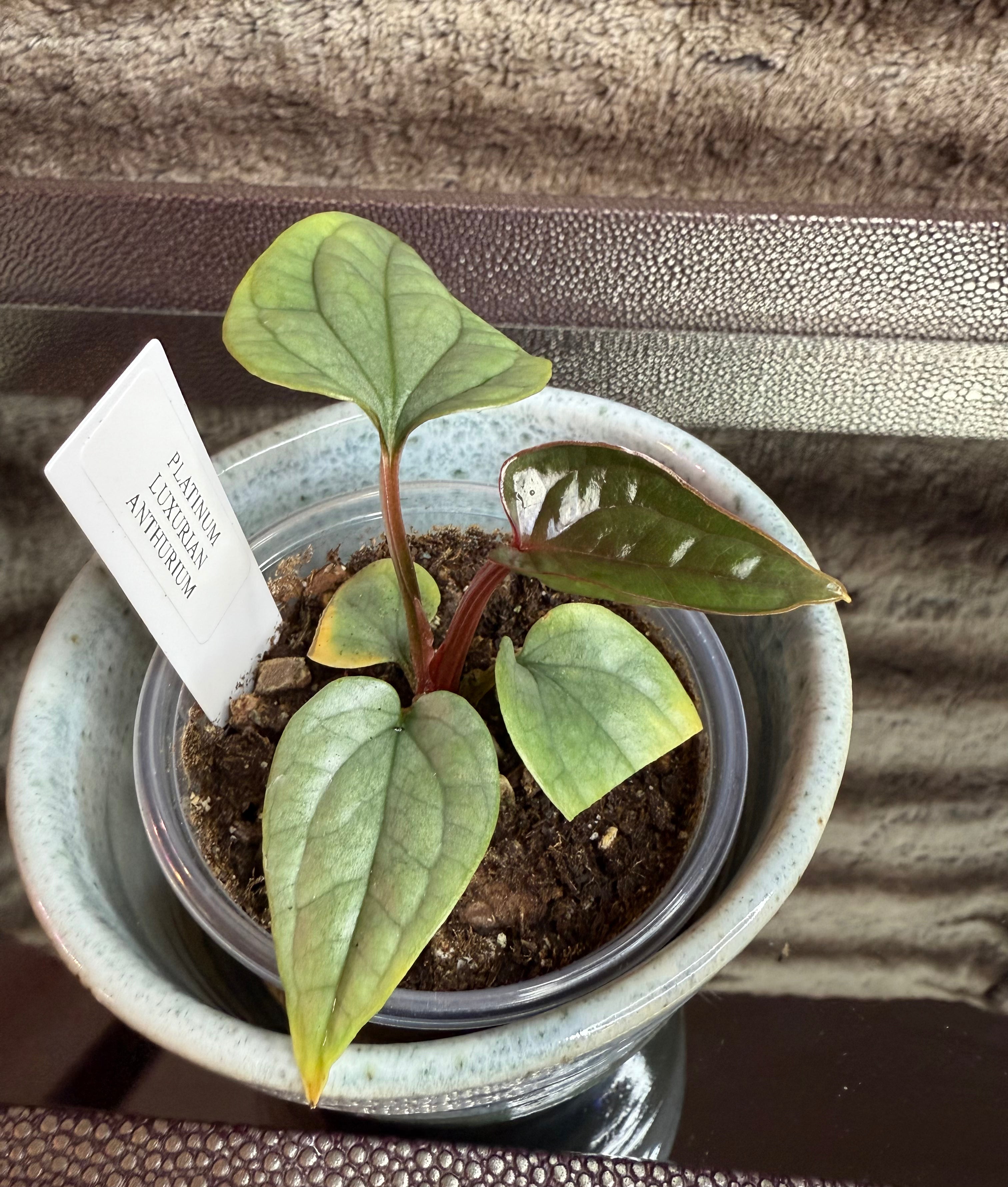 Anthurium Luxurian