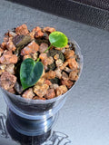 Anthurium NSE Red Crystal x Carlablackaie