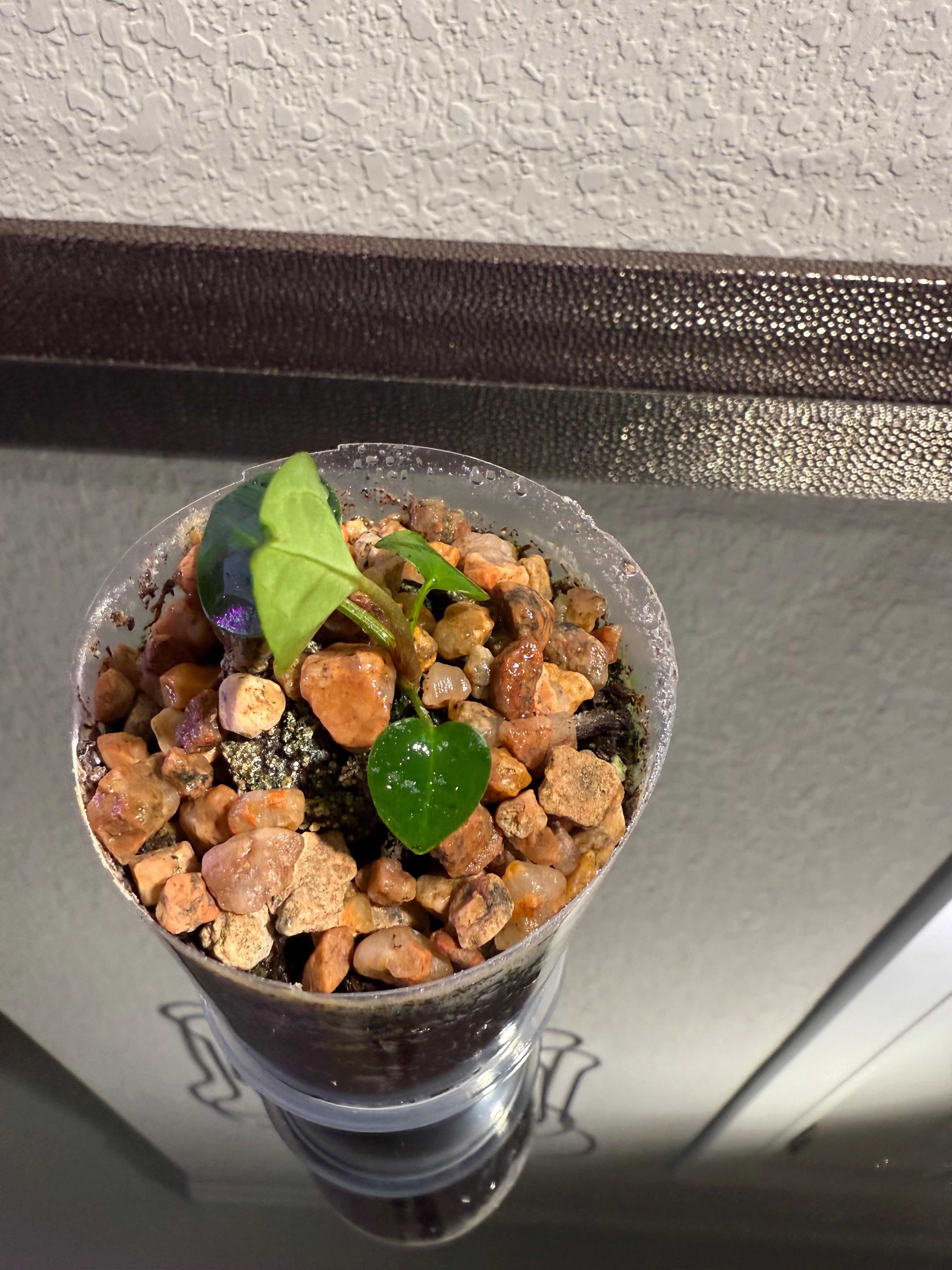 Anthurium NSE Red Crystal x Carlablackaie