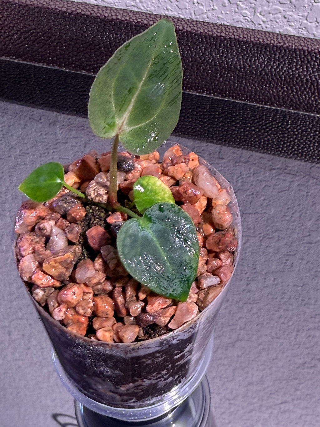Anthurium NSE Red Crystal x Carlablackaie