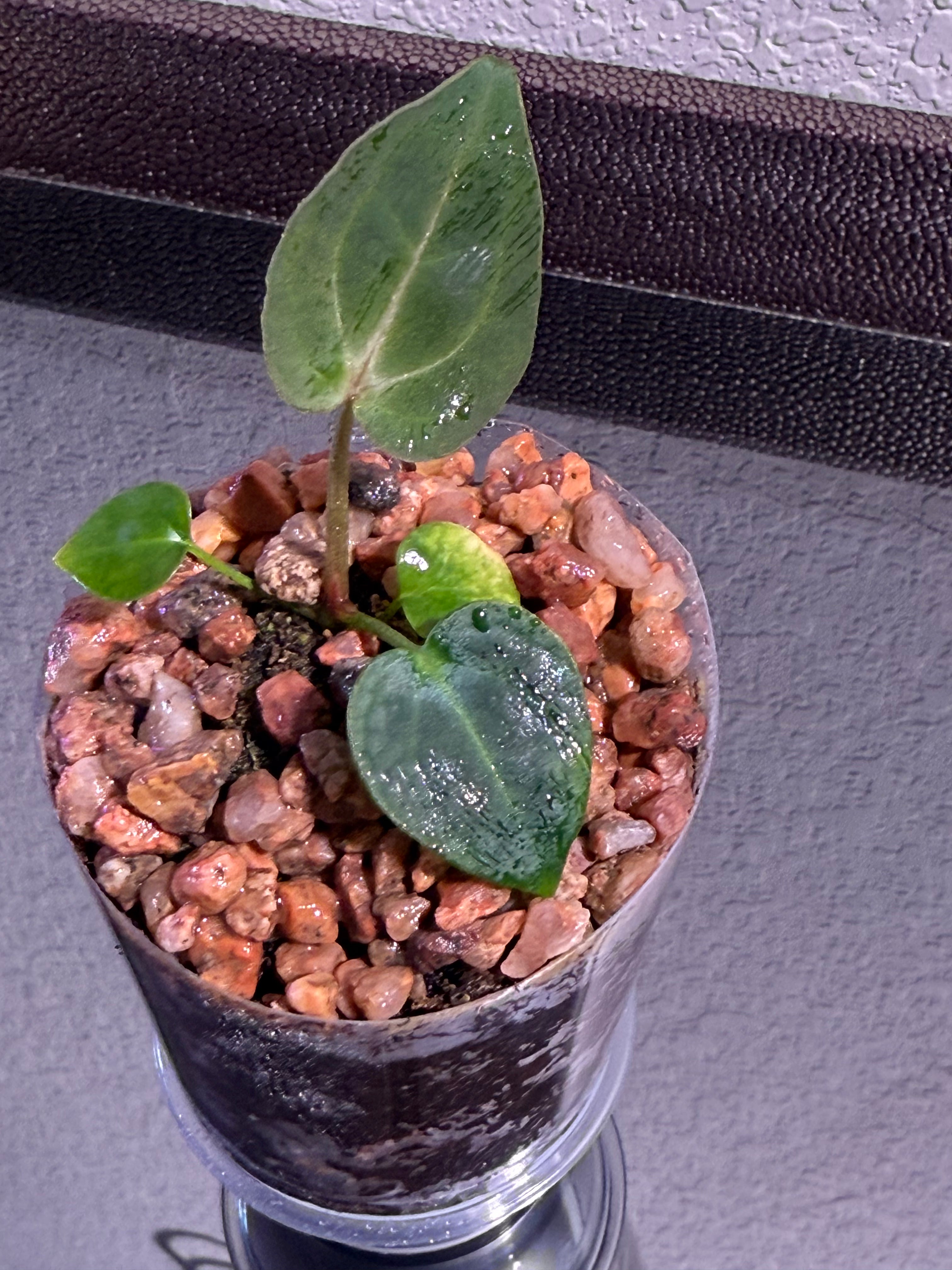 Anthurium NSE Red Crystal x Carlablackaie
