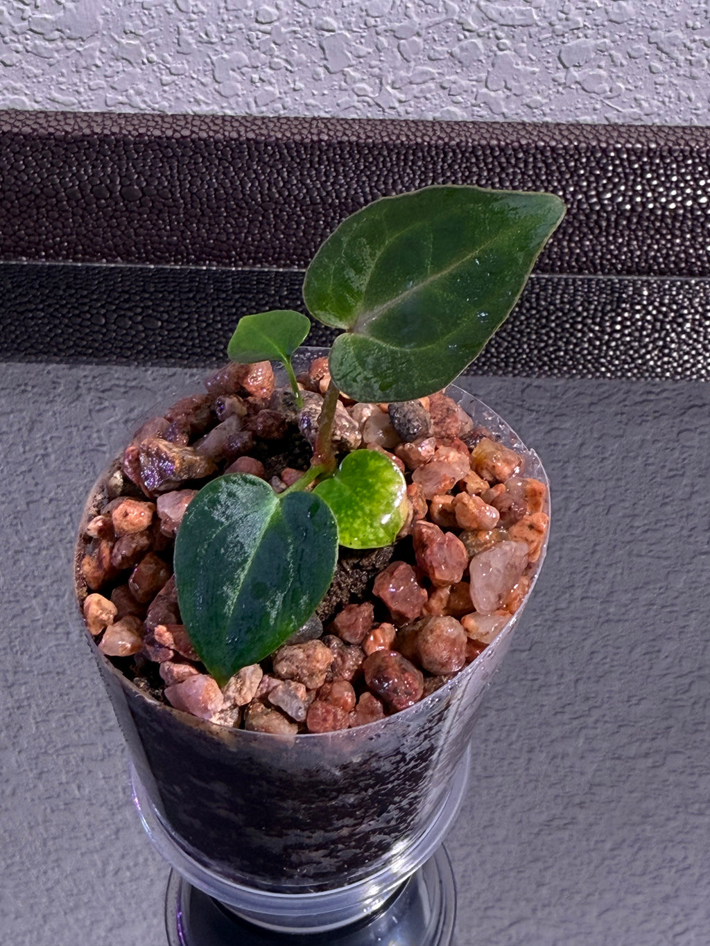 Anthurium NSE Red Crystal x Carlablackaie