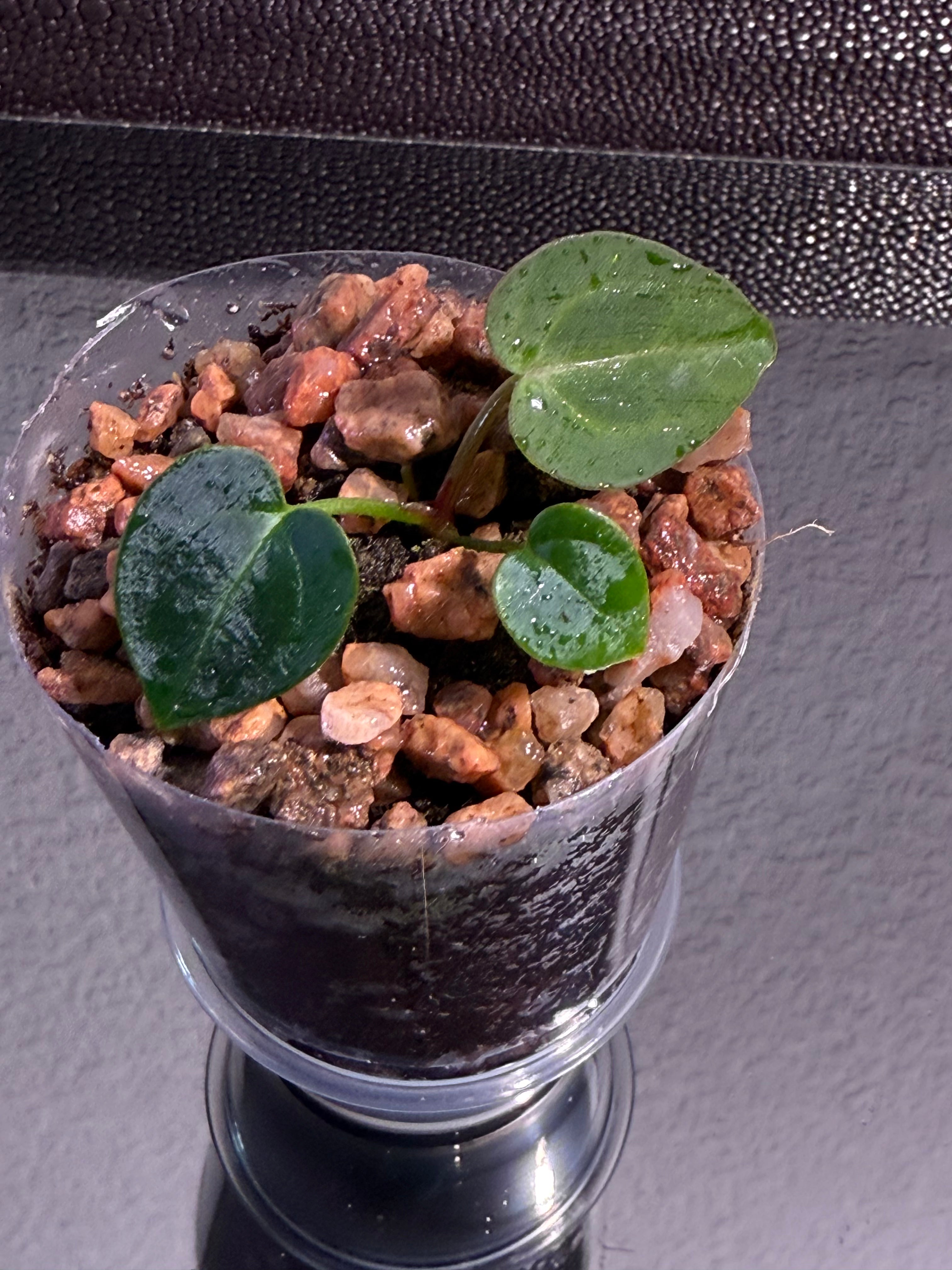 Anthurium NSE Red Crystal x Carlablackaie
