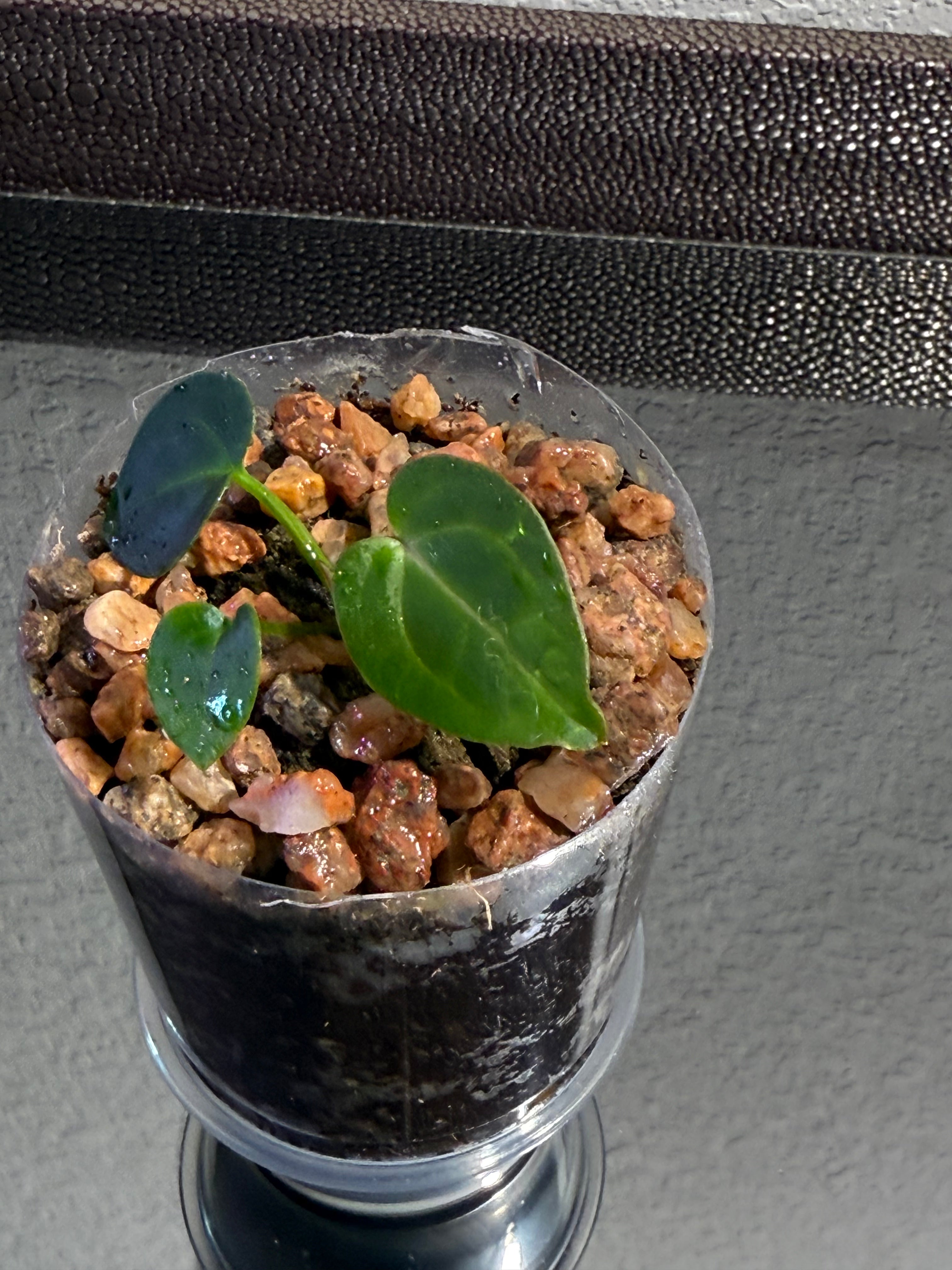 Anthurium NSE Red Crystal x Carlablackaie