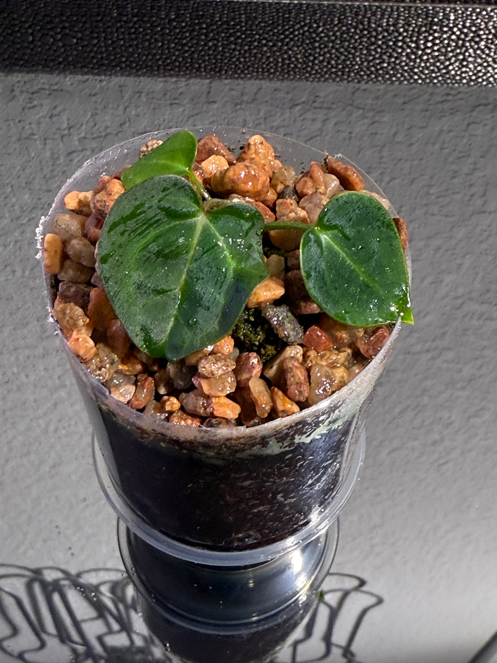 Anthurium NSE Red Crystal x Carlablackaie