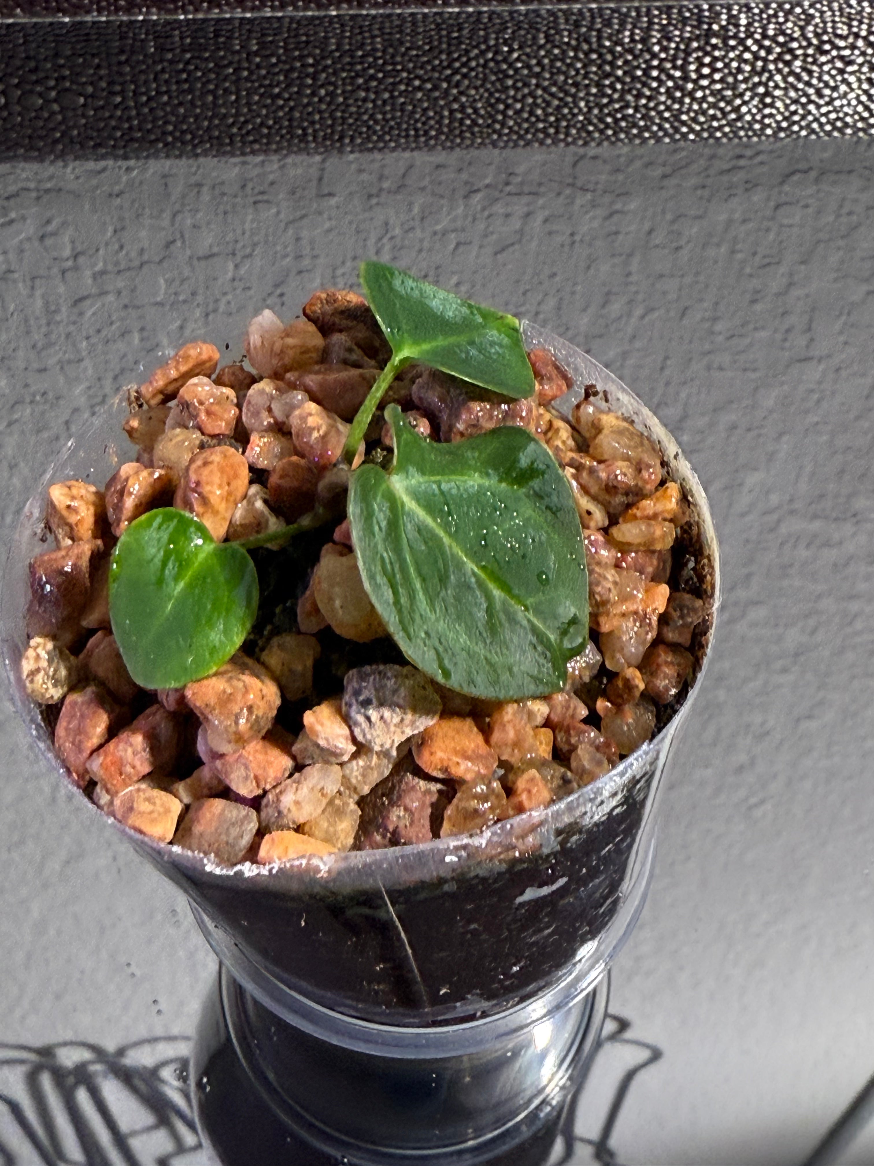 Anthurium NSE Red Crystal x Carlablackaie