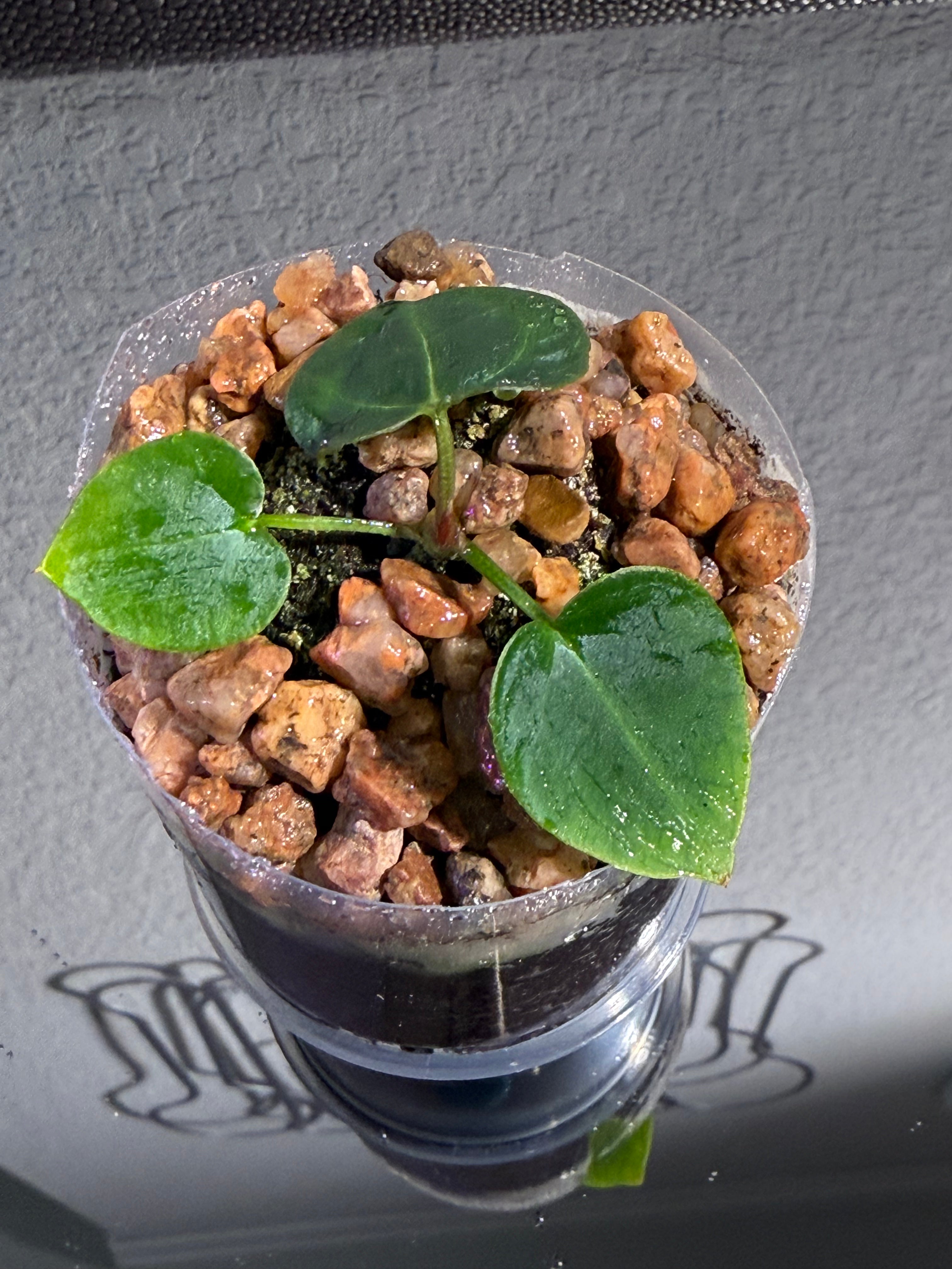 Anthurium NSE Red Crystal x Carlablackaie